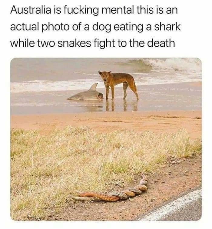 Dingo eating a shark while some snakes fight. Another day in Australia