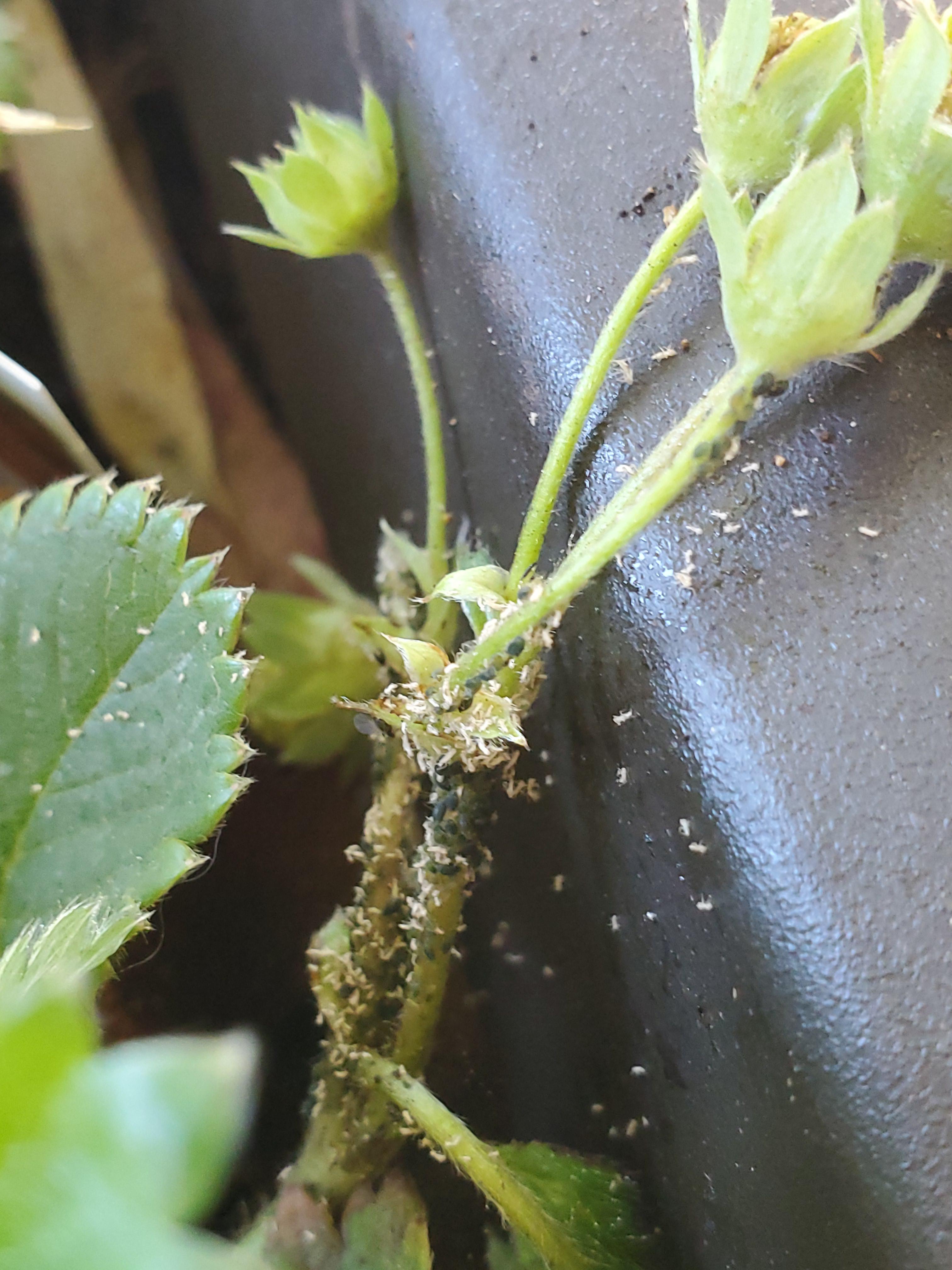 Small grey bugs and yellowish larvae on a strawberry plant in San Diego