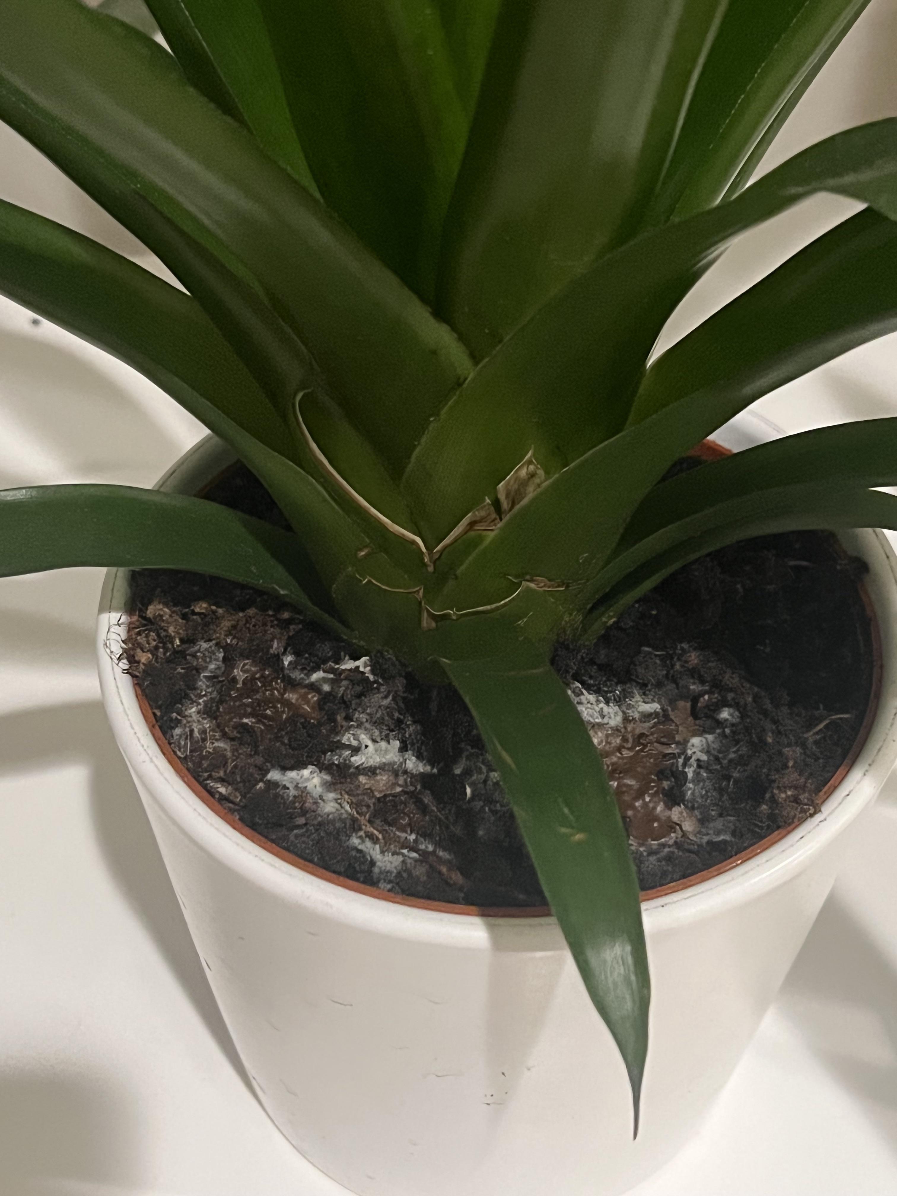 this molding is happening to 2 of my plants they have enough drainage