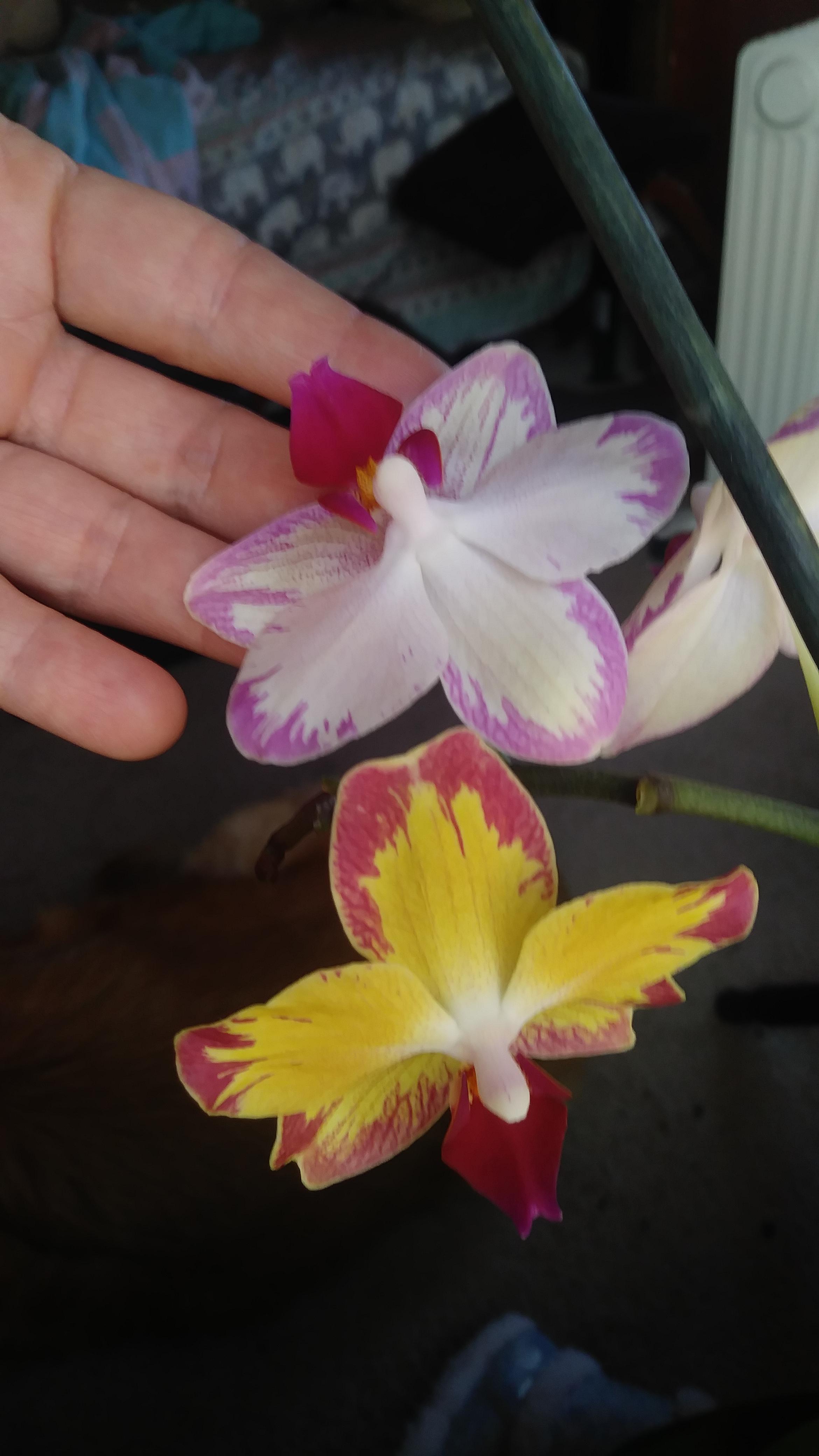 Same orchid, same spike, few months difference. Amazing, how this