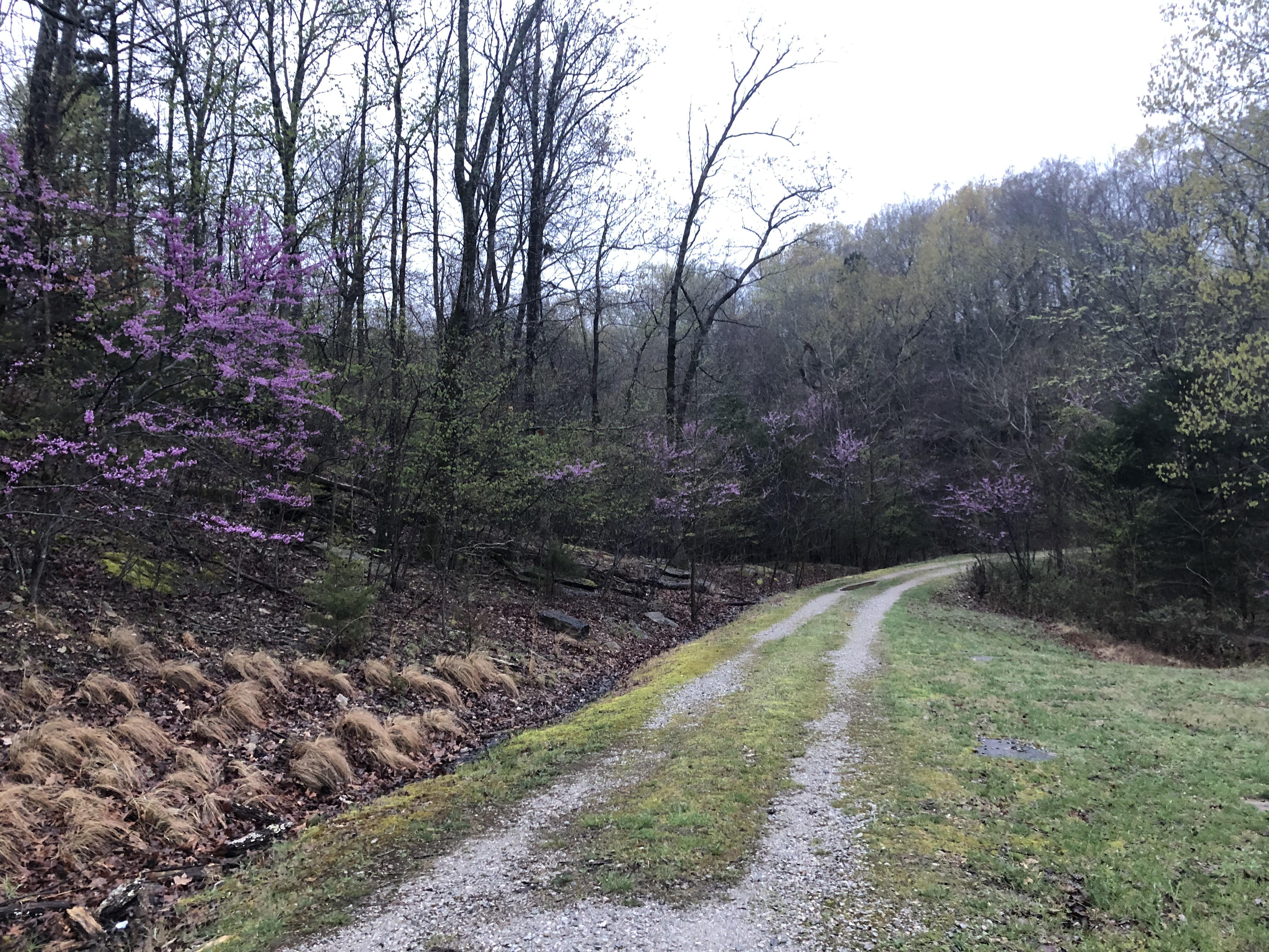 Arkansas in bloom r/Arkansas