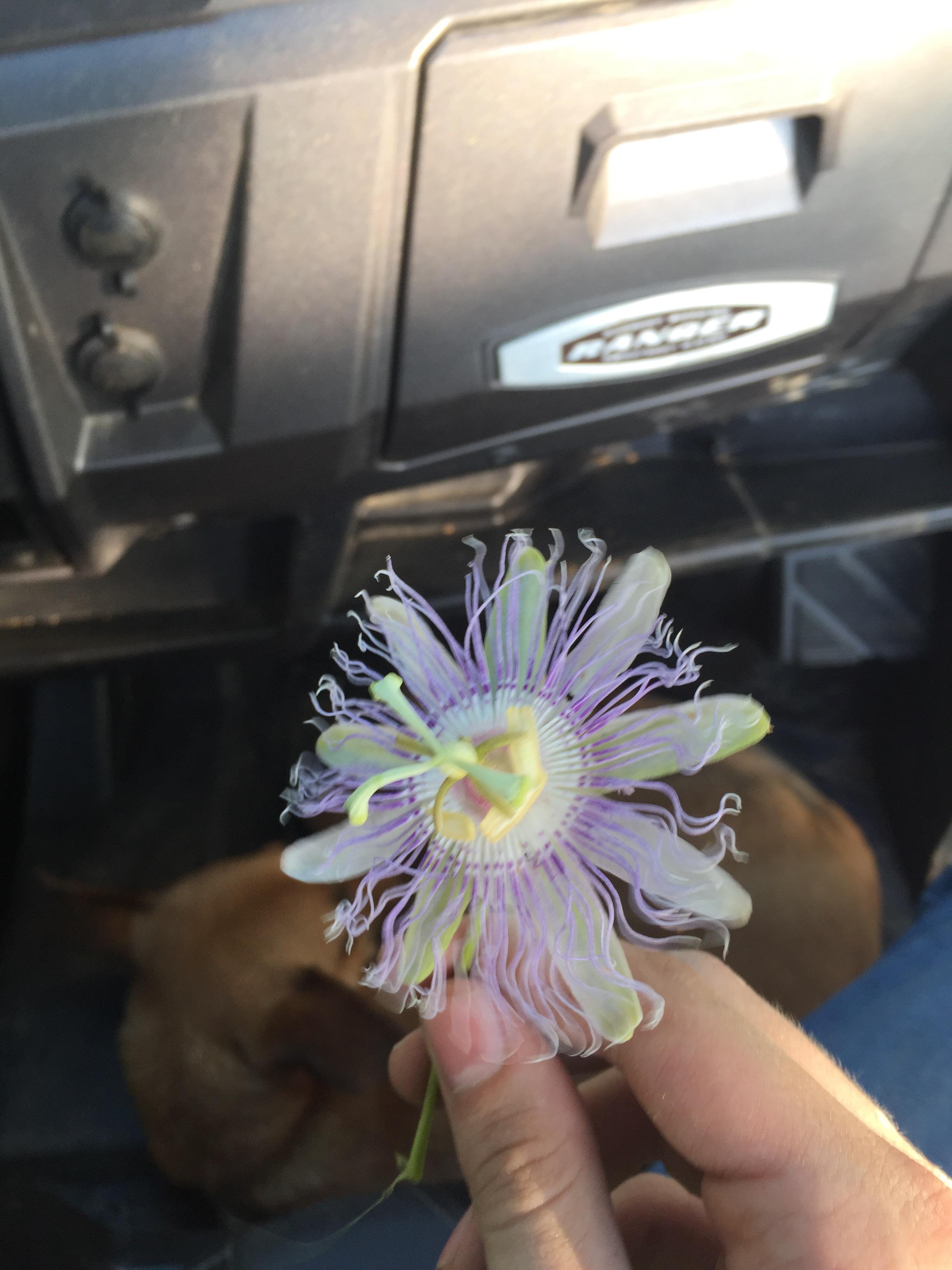 This weird flower I found in a field [Mississippi] r/whatsthisplant