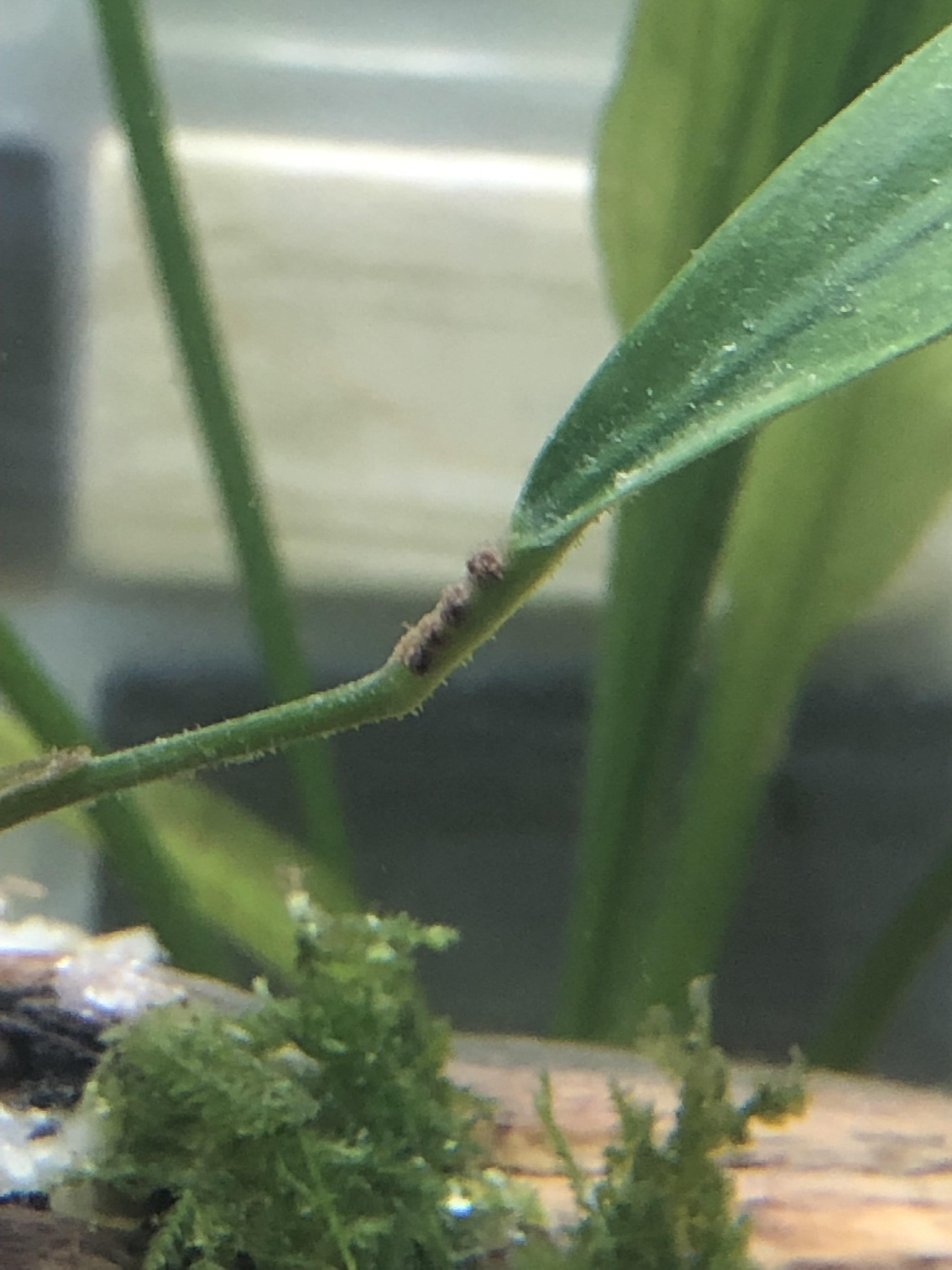 Can anyone ID what these brown spots on my plant are? r/Aquariums