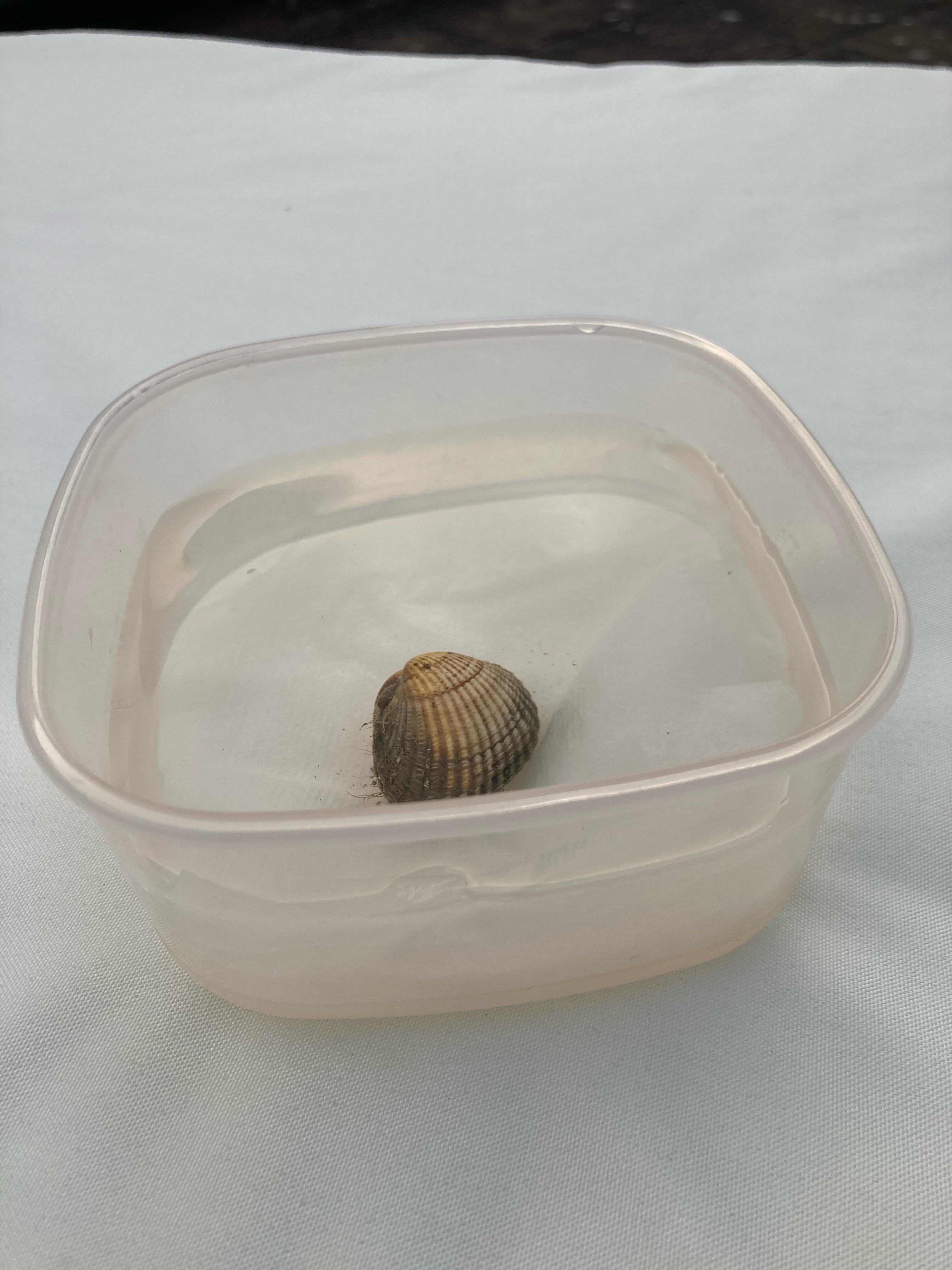 Help i rescued this clam and idk how to take care of it (saltwater