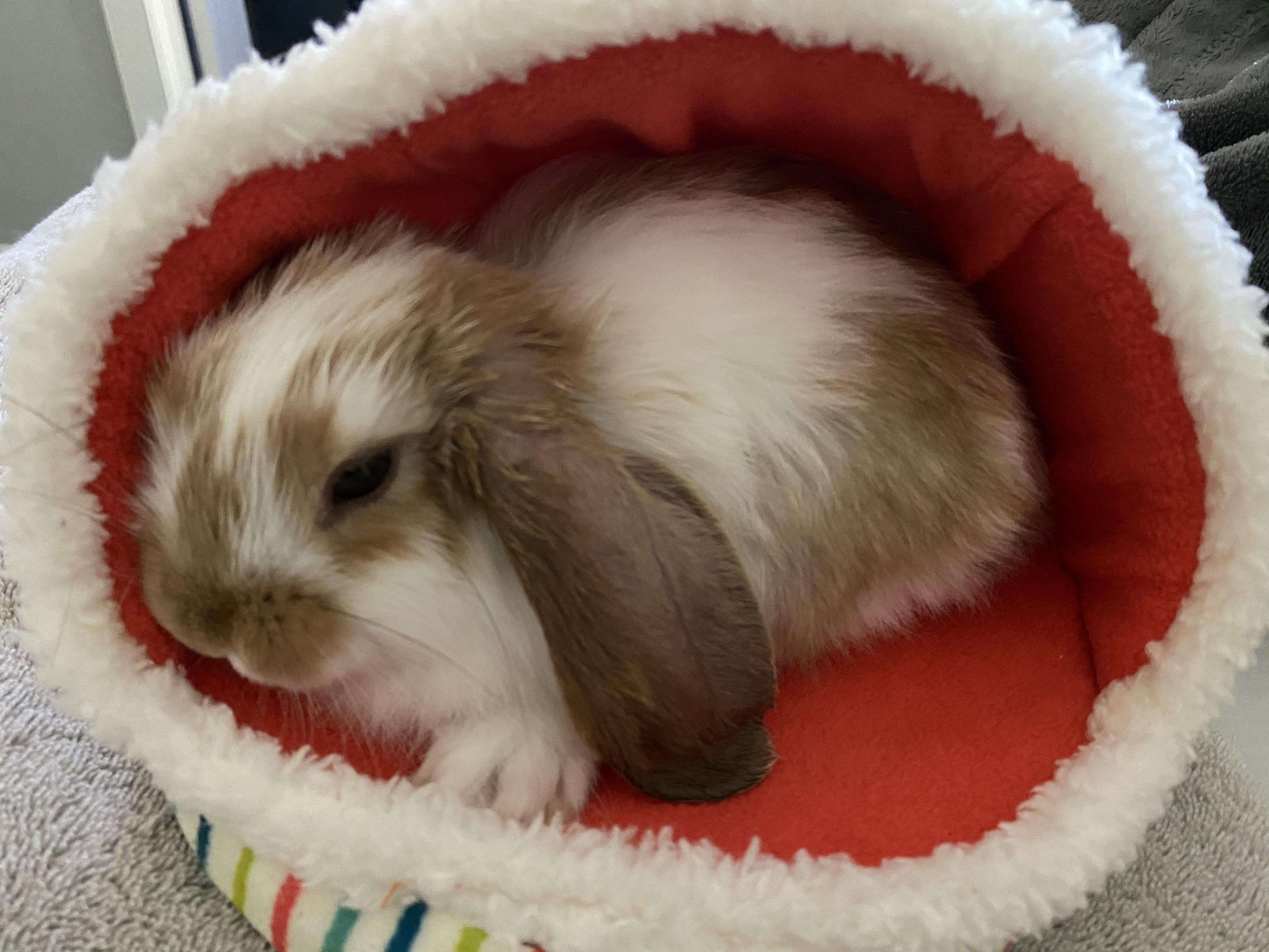 Hi! I’m Eddy. I just found my forever home. 8 week old mini lop. r