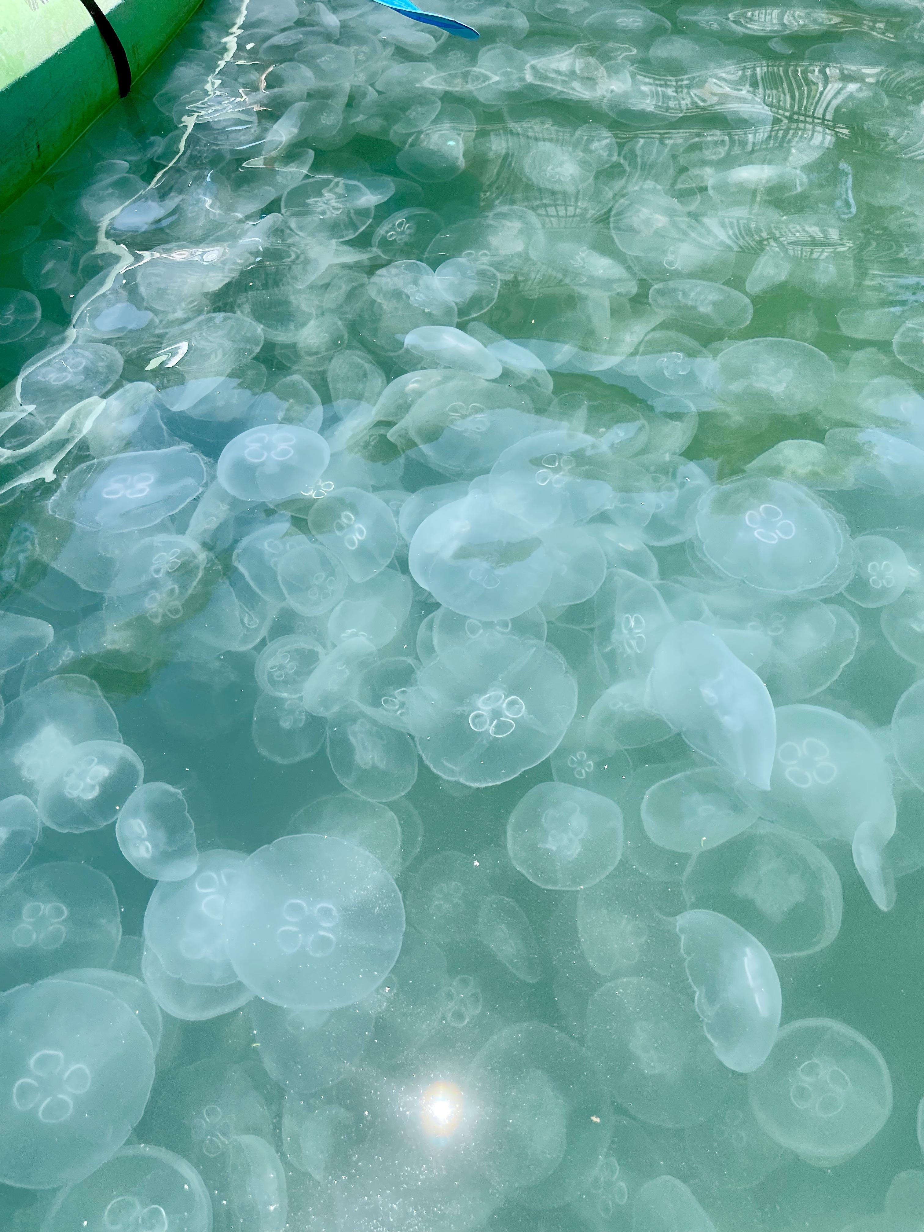 I ran into a few moon jellies while paddle boarding in Belmont Shore