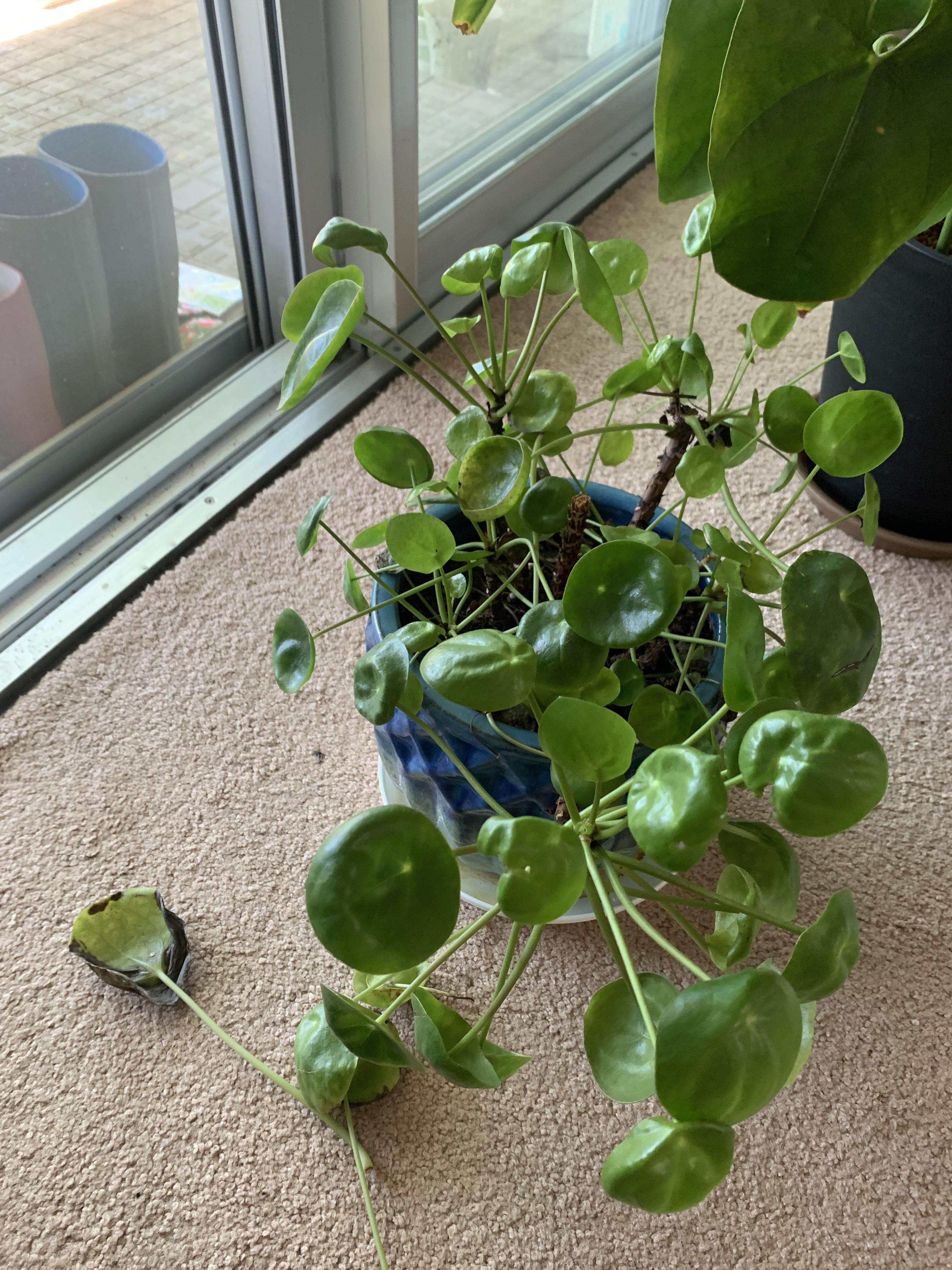 Why Are My Chinese Money Plant Leaves Falling Off at Chloe Snider blog