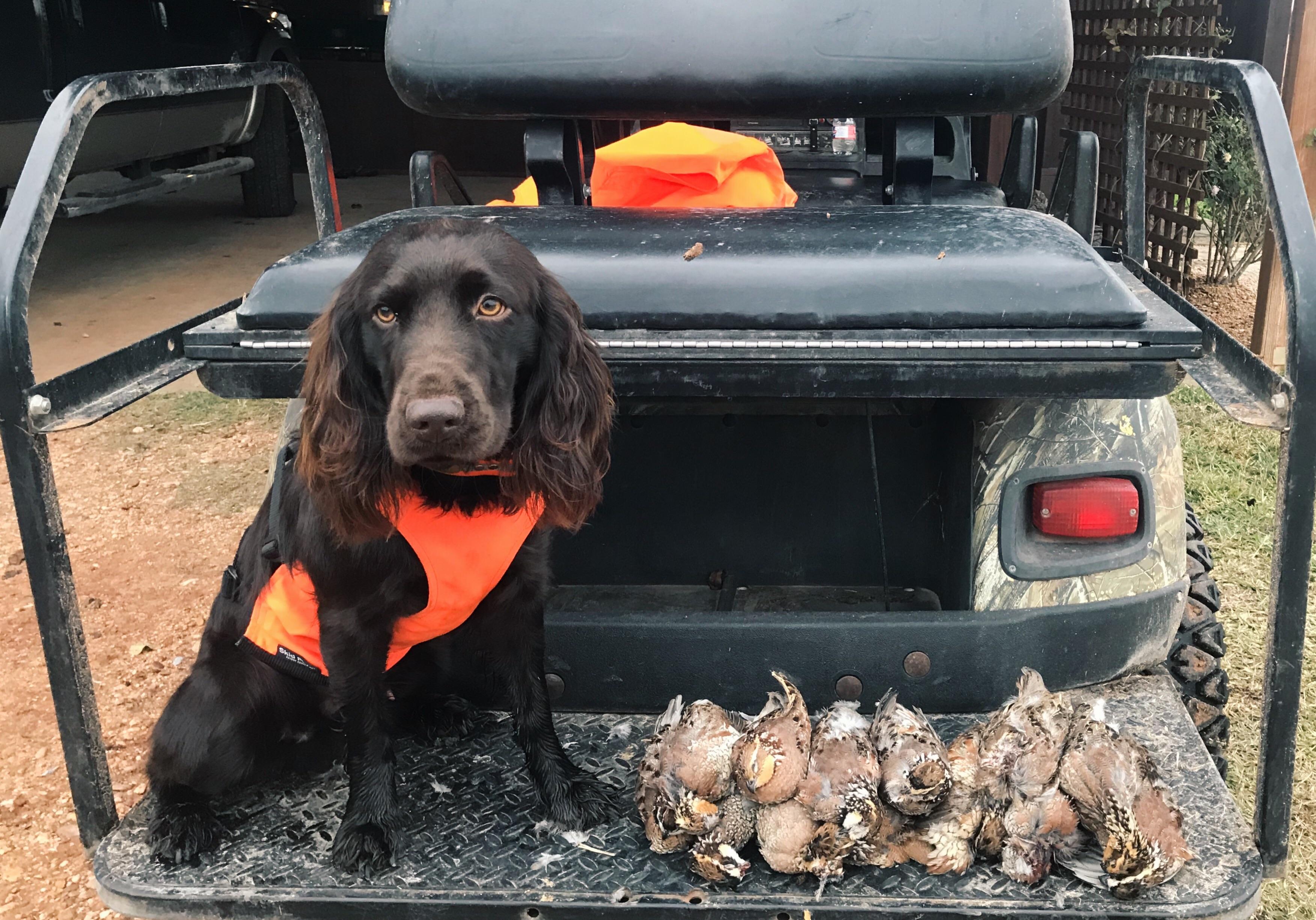 A little love for our Boykin Spaniel r/Hunting