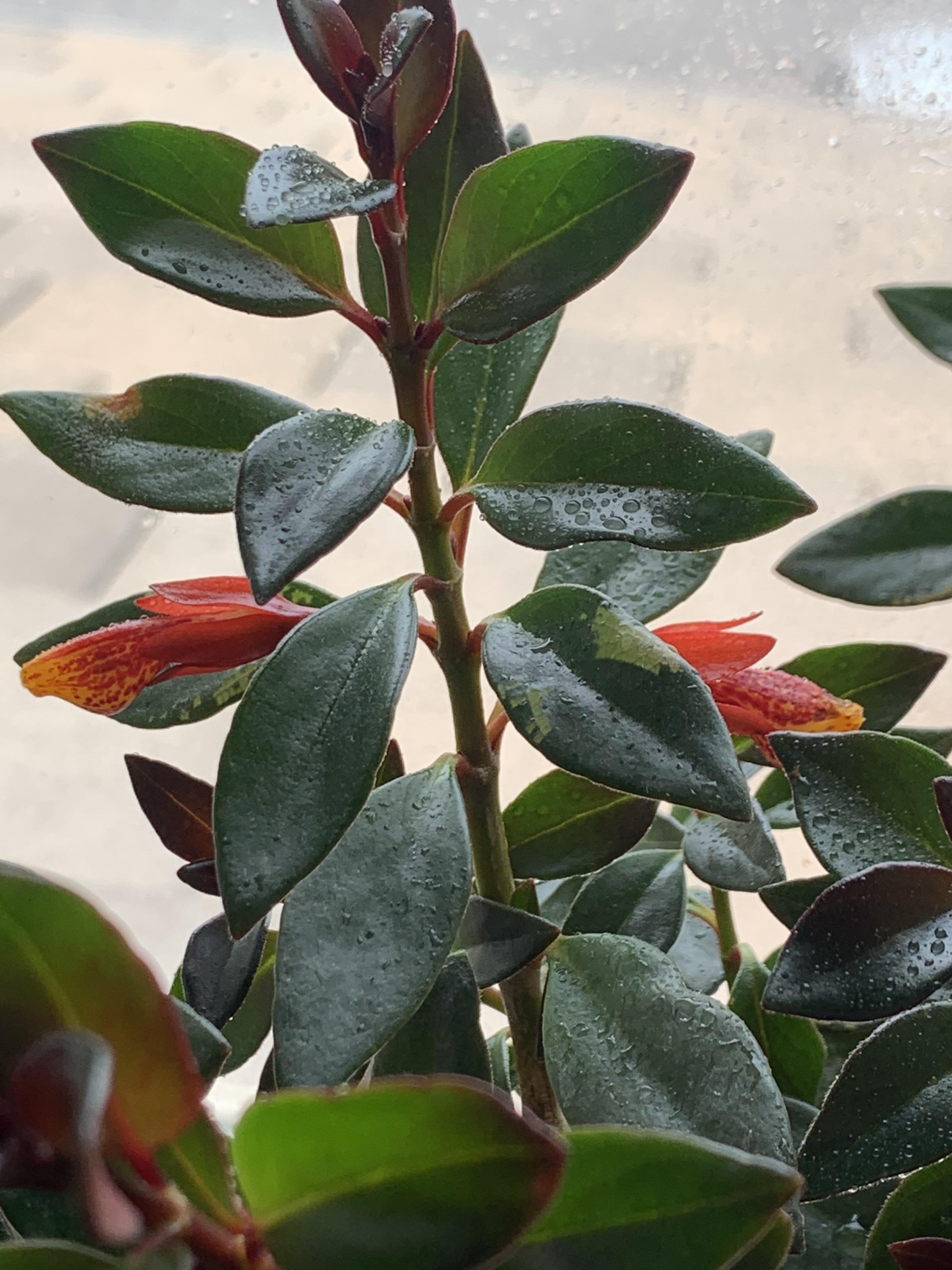 My Goldfish Plant Flowered r/houseplants