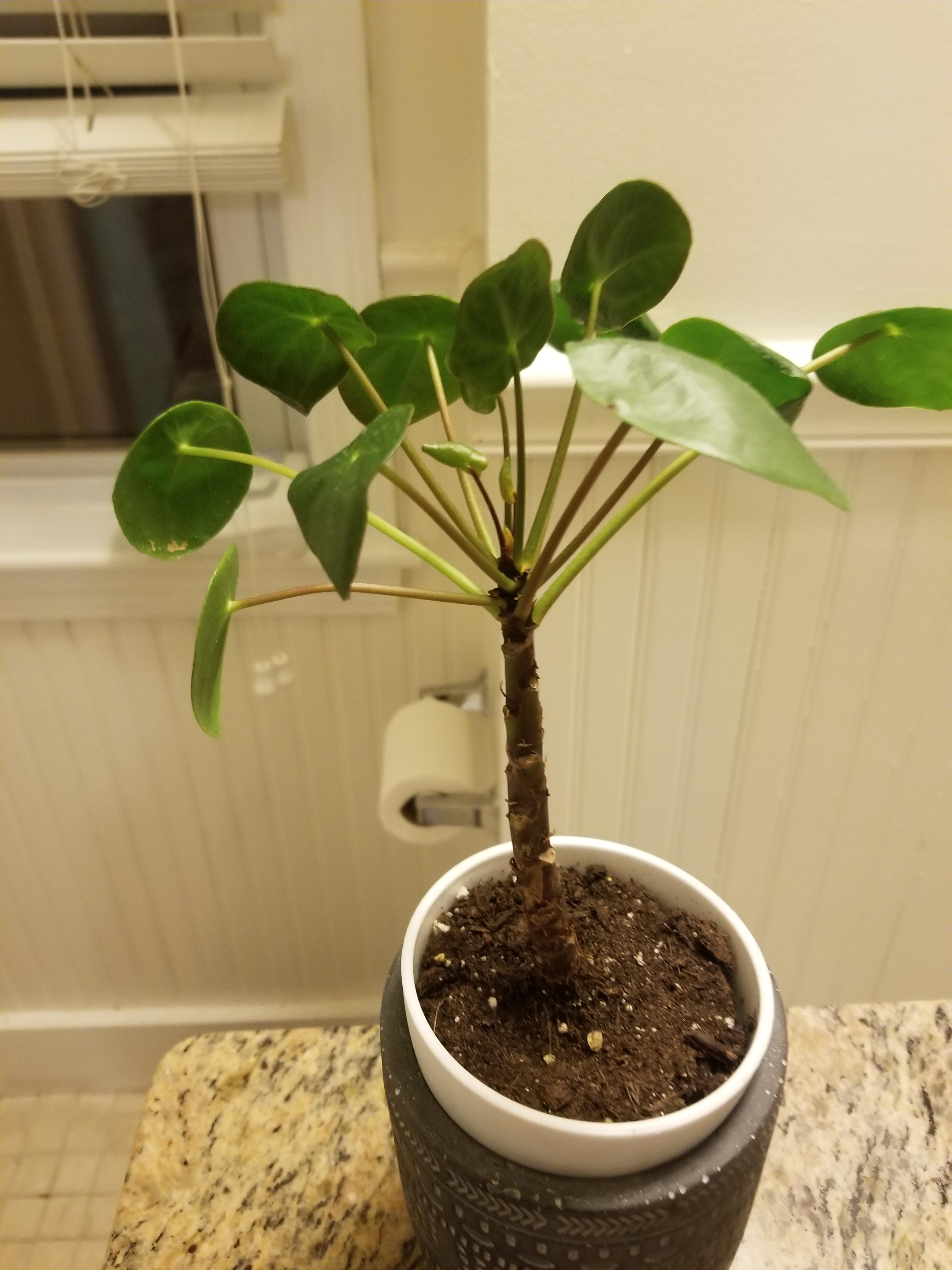 Why is my Pilea so leggy??? r/plantclinic