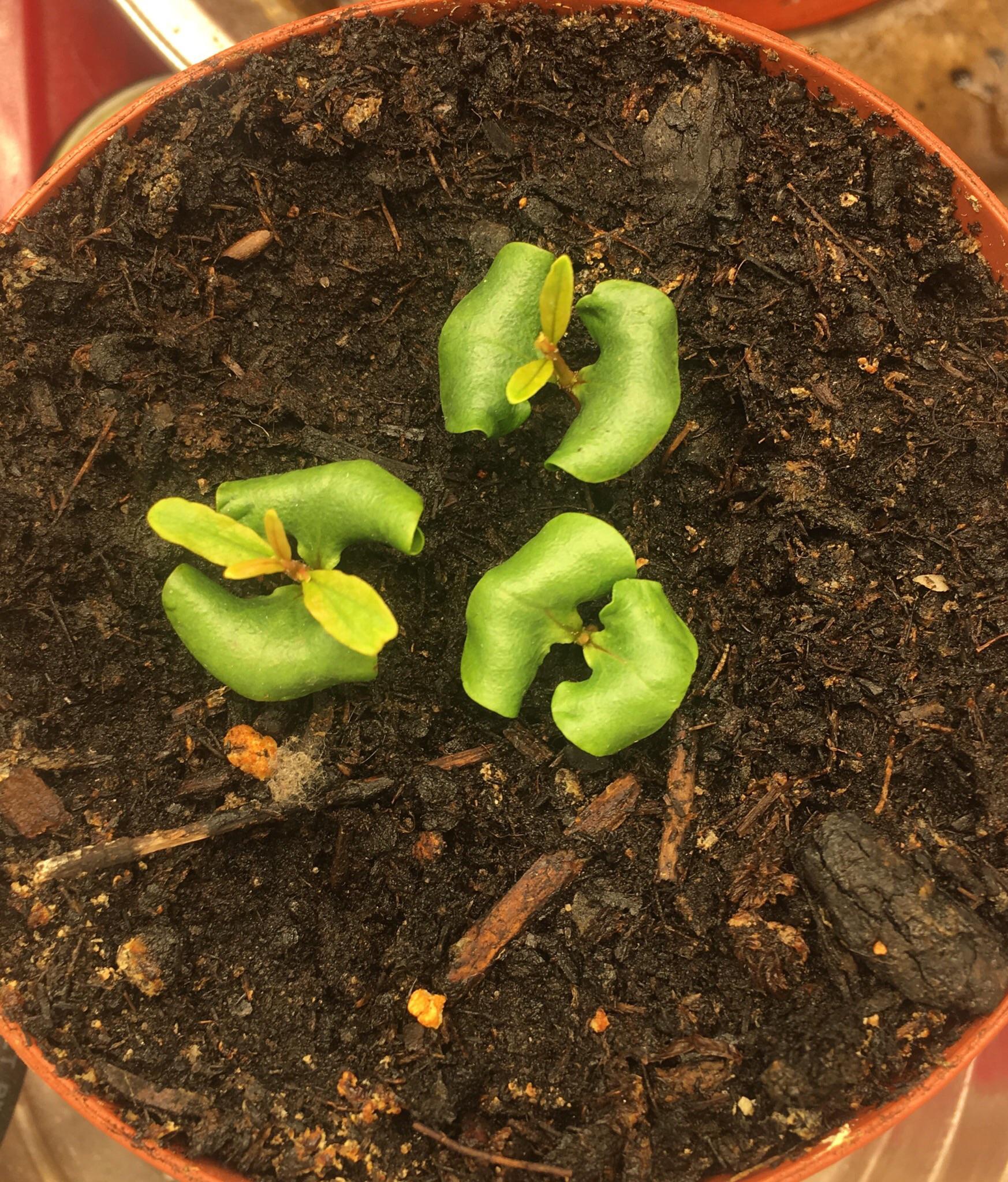 20+ Plant A Pomegranate Seed ElleyEilidgh