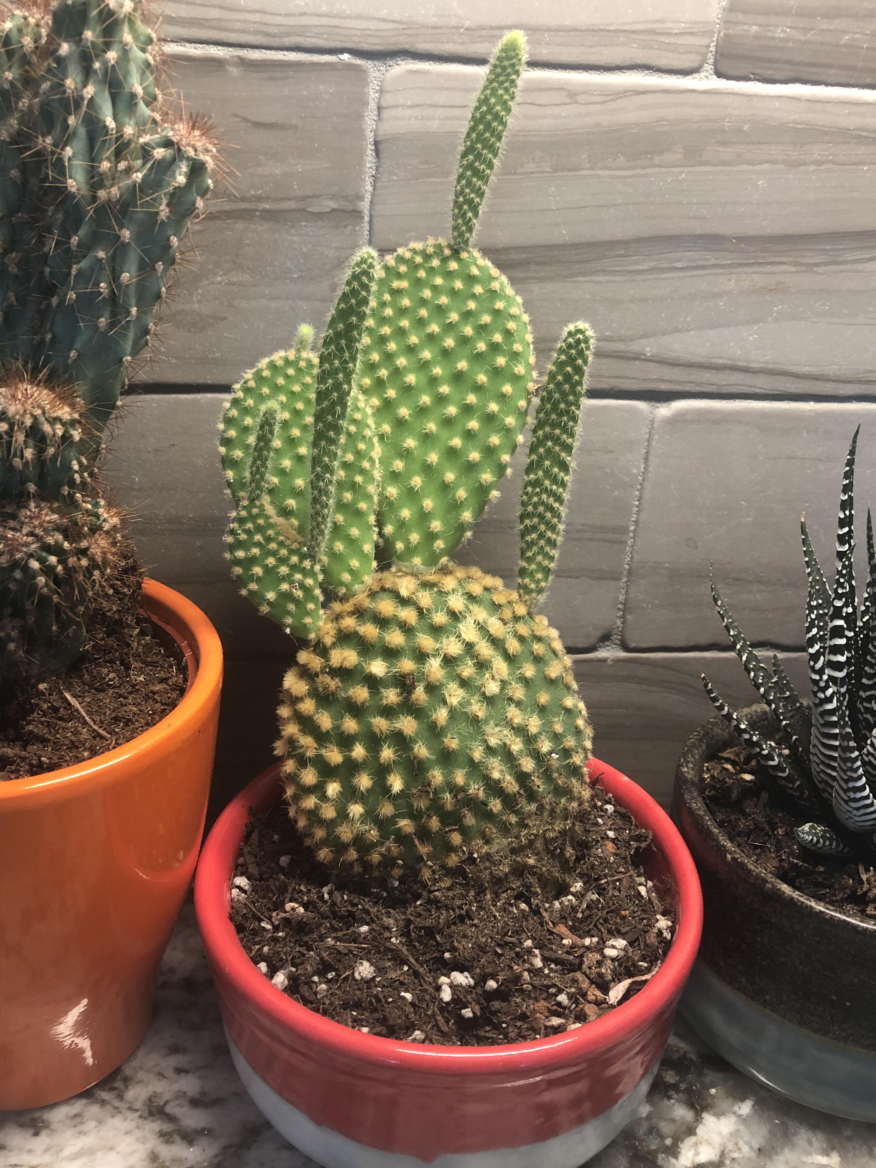 Why is my succulent growing many “arms” all of a sudden? r/gardening
