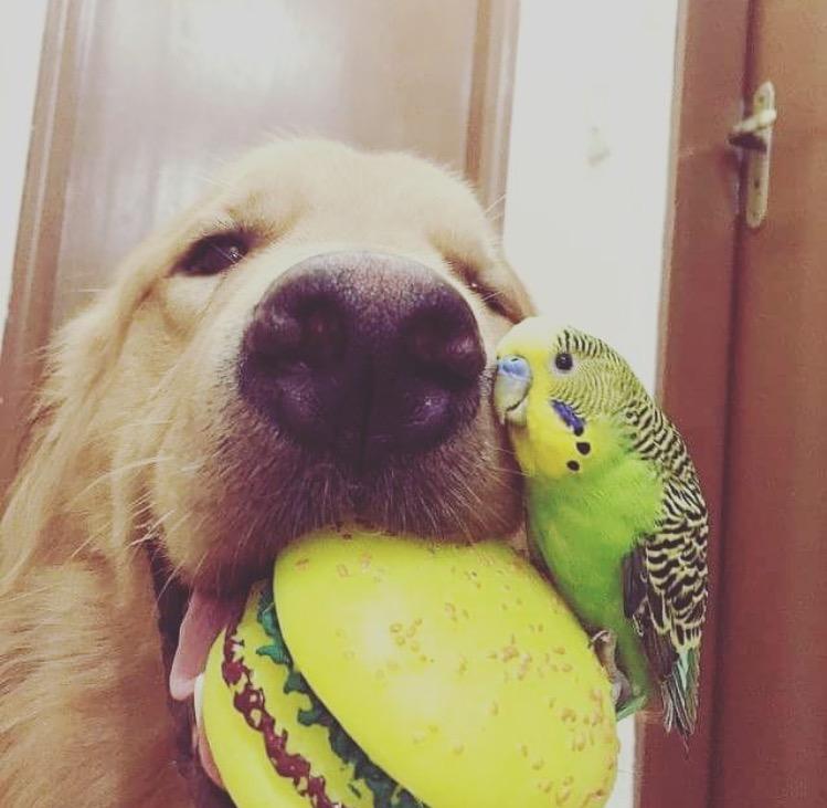 These two adorable friends for life aww