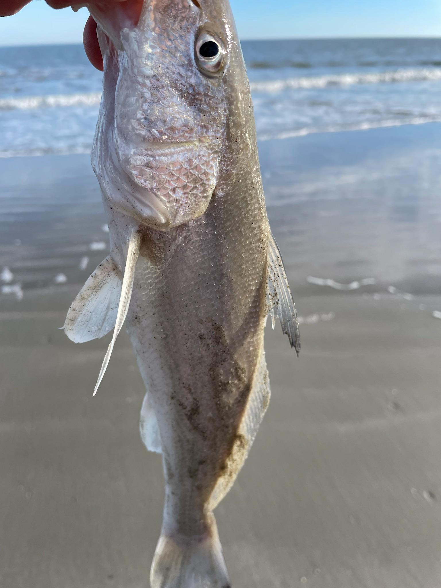 I say kingfish. Friend says whiting. Who’s right? Folly Beach, SC r/Fishing