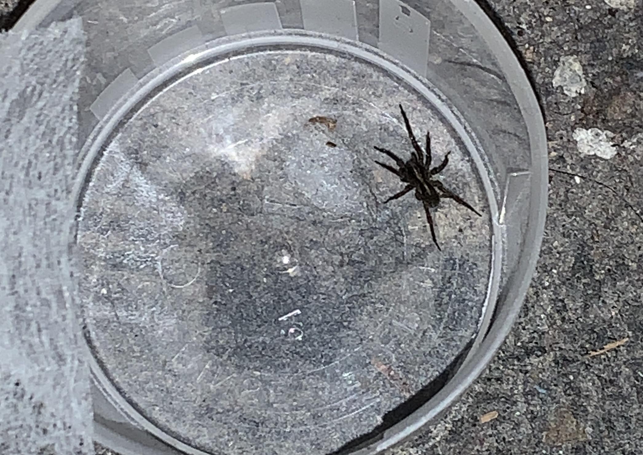 Anyone know what kind of spider this is? Found in my moms basement in