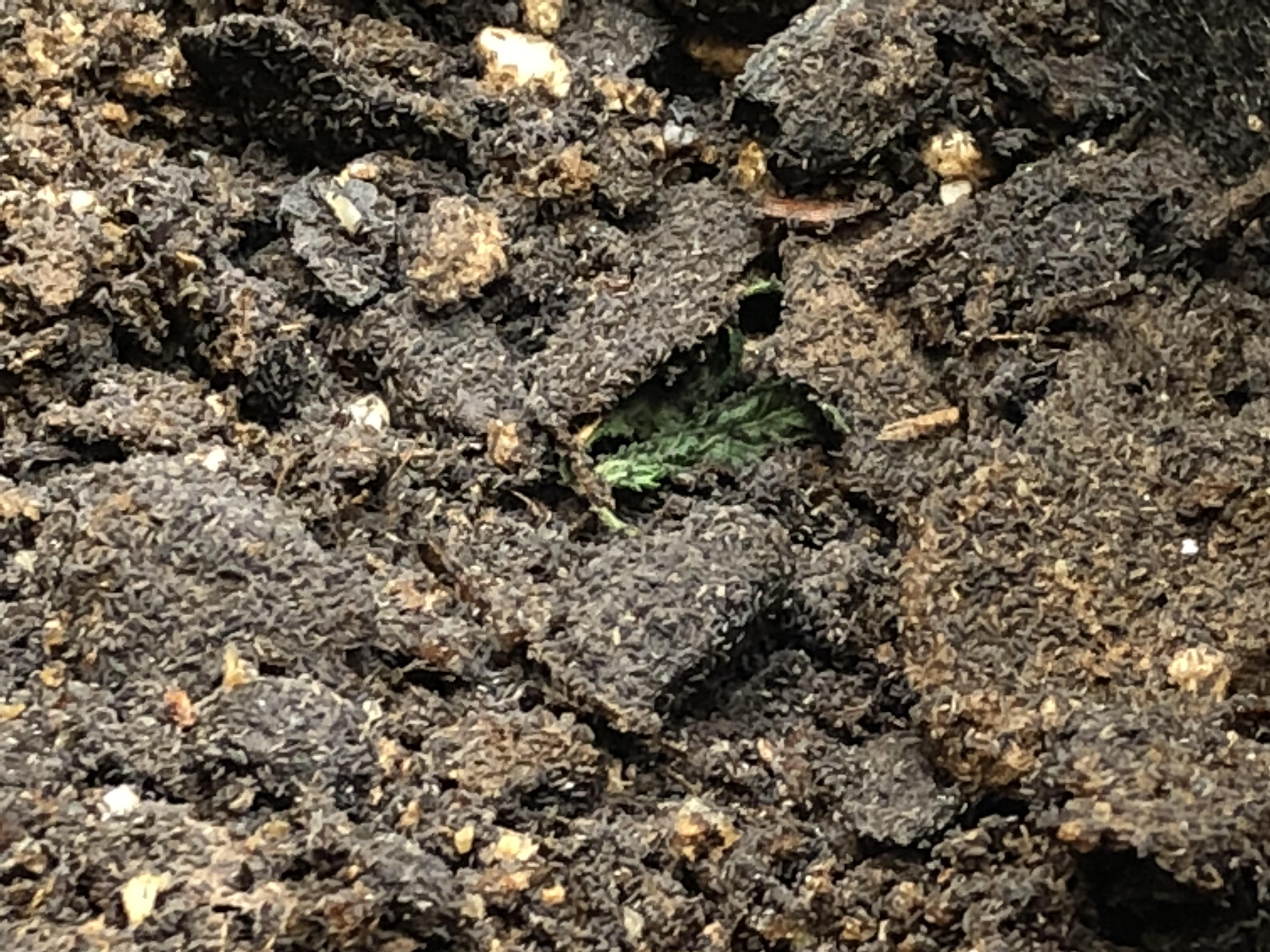 HELP!!! Millions of tiny black bugs!!! The specks in this