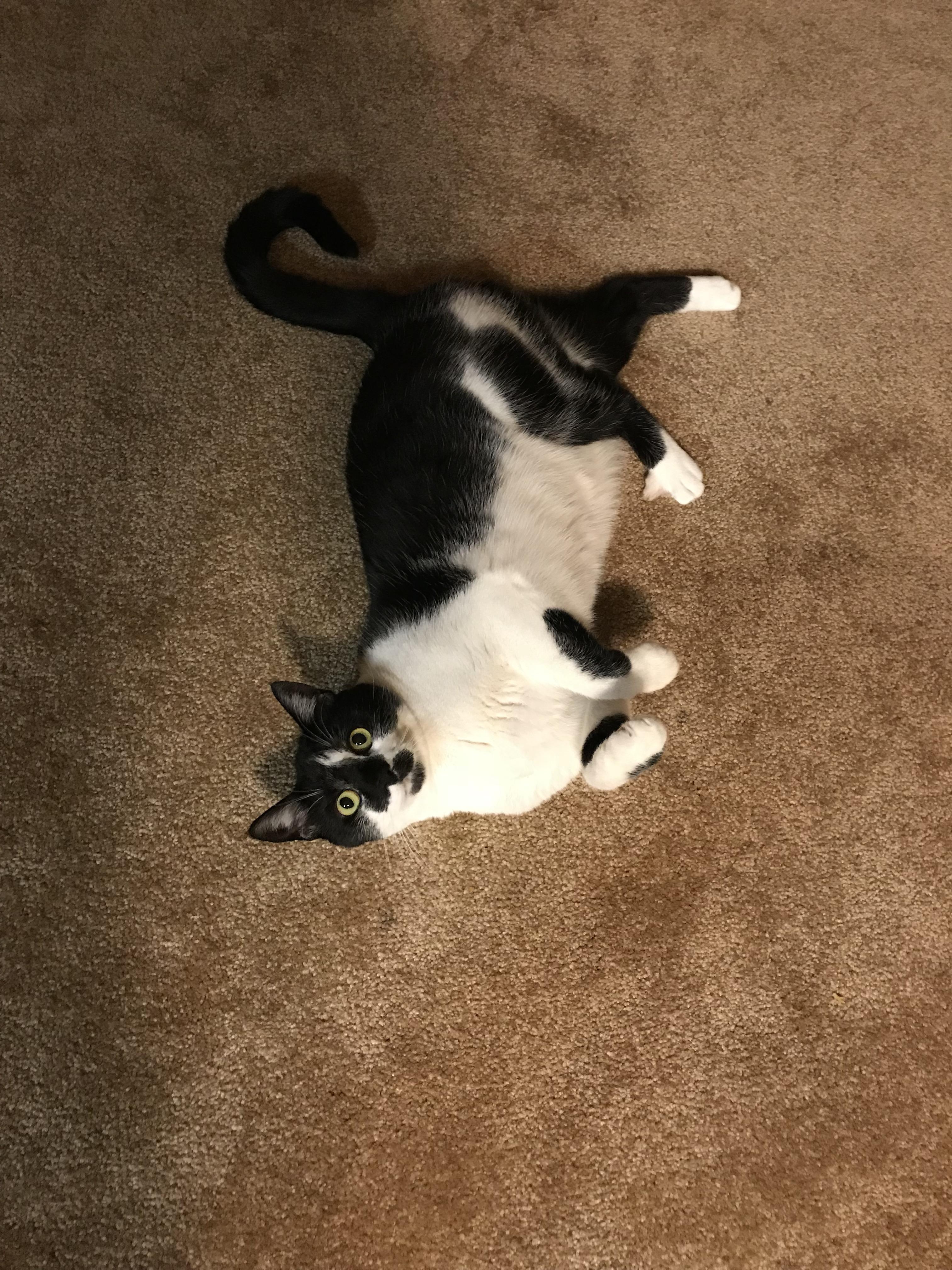 She hates my 4 year old, but snuggles on my side of the bed every