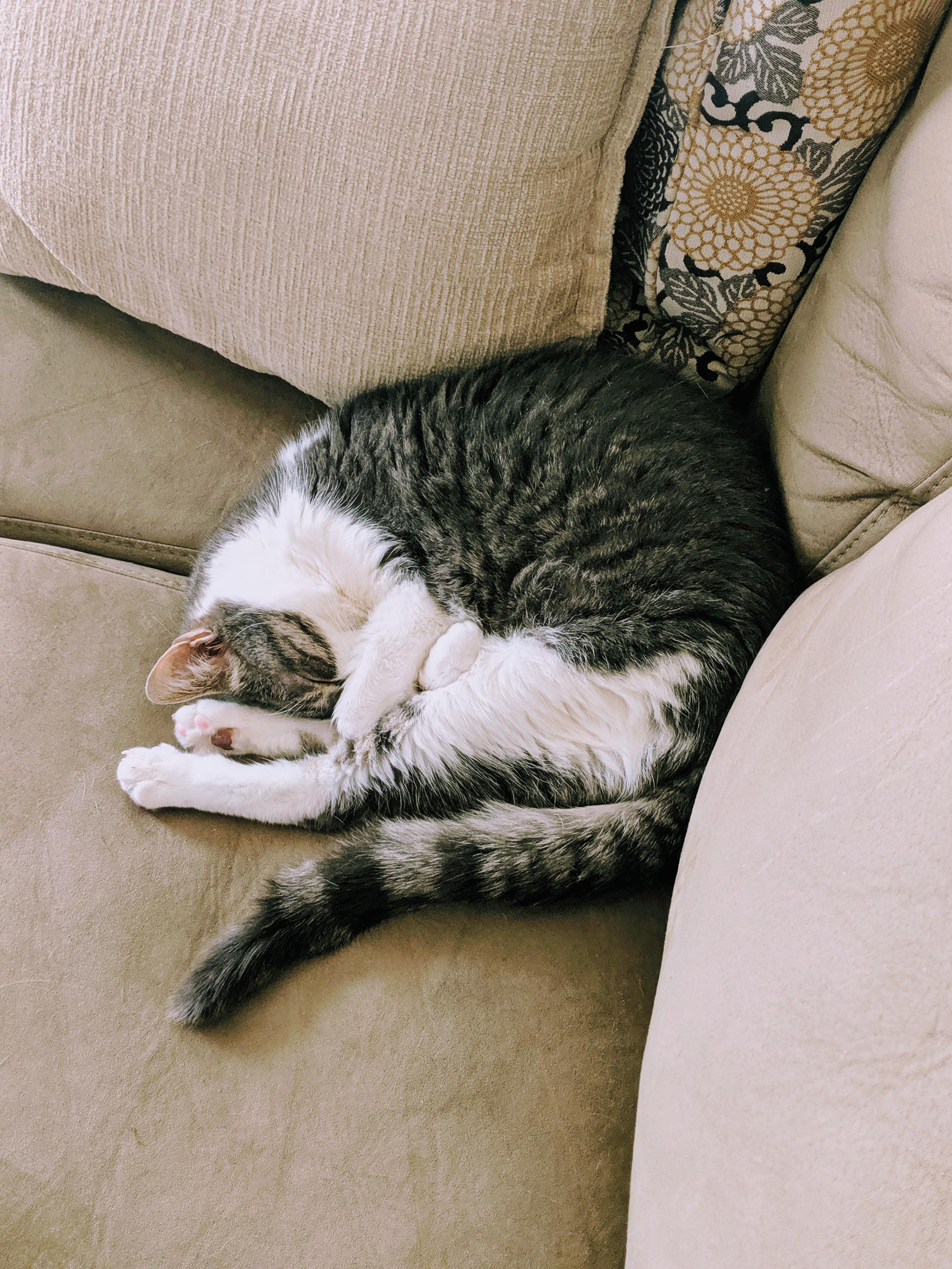 My friend's cat Dori, curled up for a Sunday catnap. No one else is