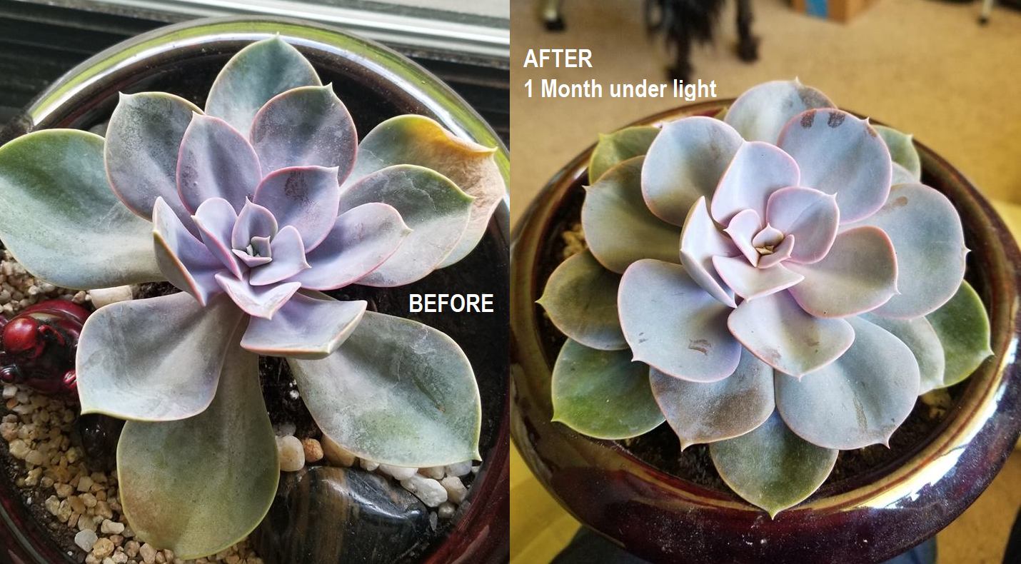 Grow Light Before and After 1 Month succulents