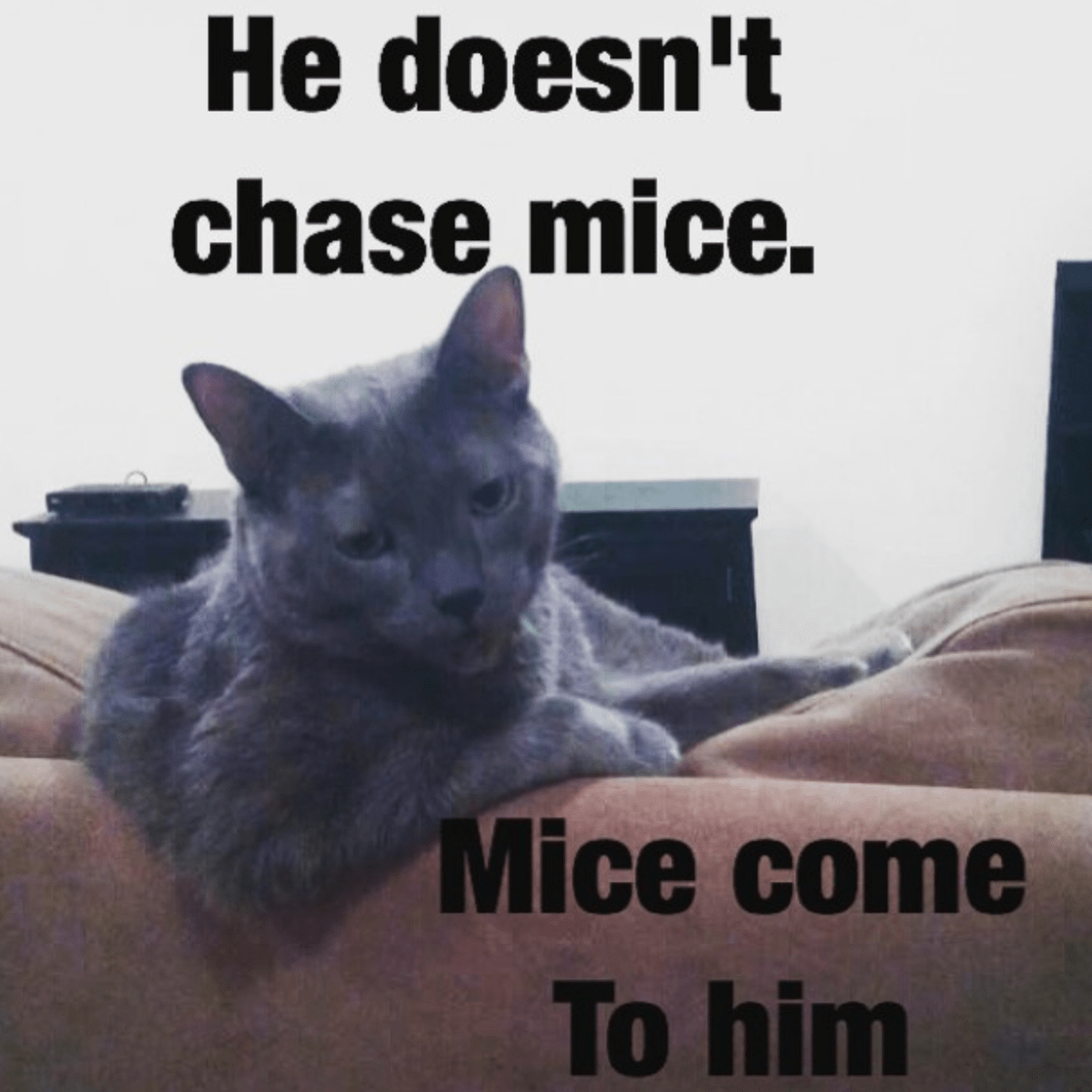 He doesn't chase mice. Mice come to him. r/aww