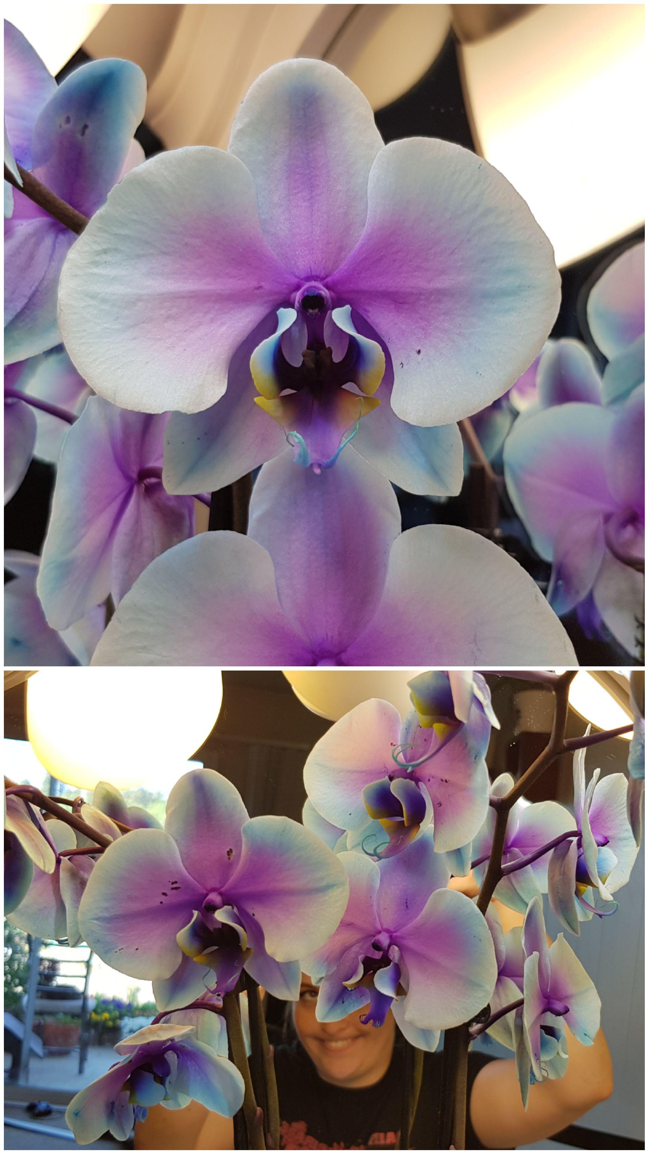 I was naive enough to think this was its natural color when I bought it