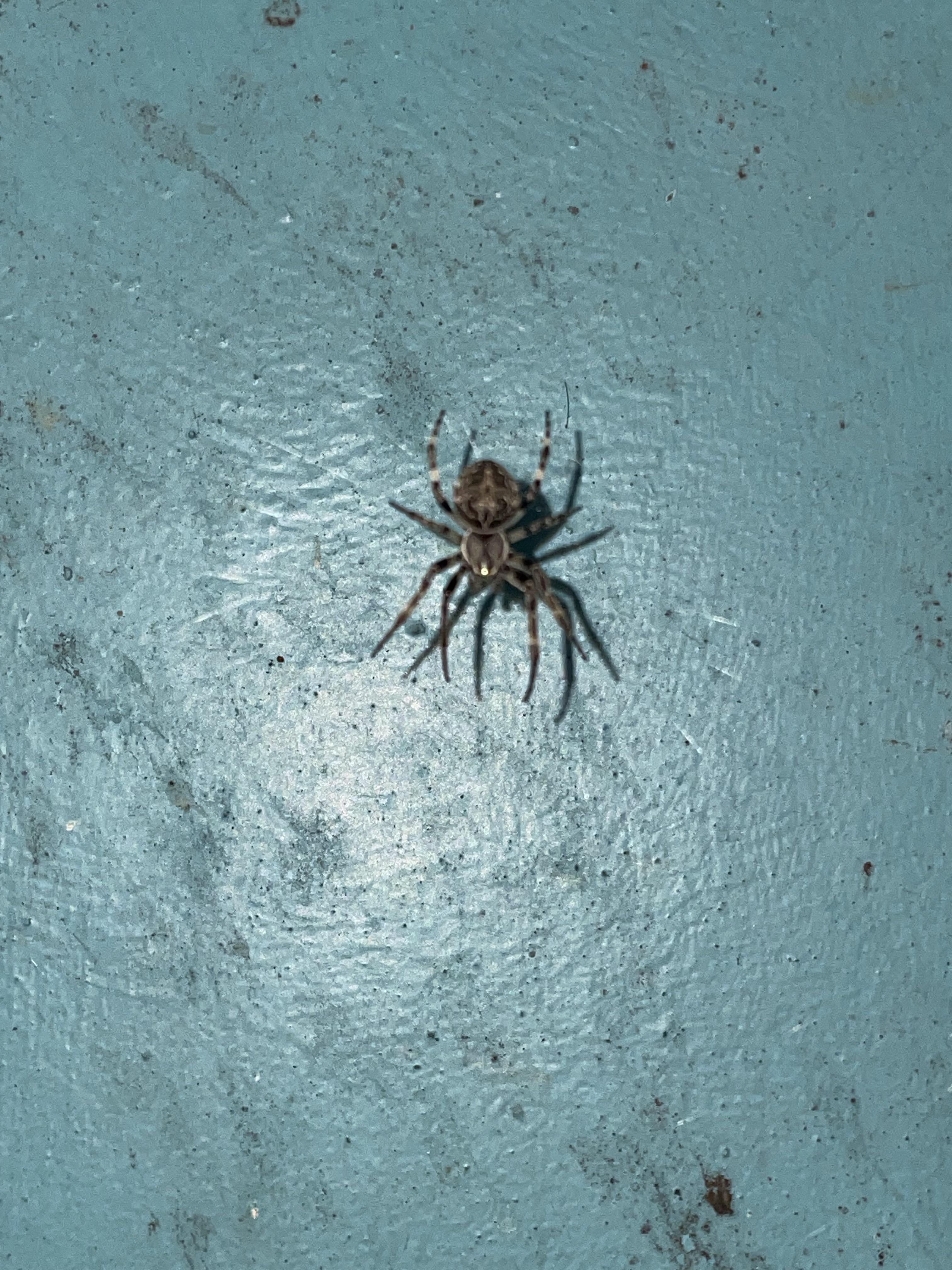 What kind of spider is this : r/spiders