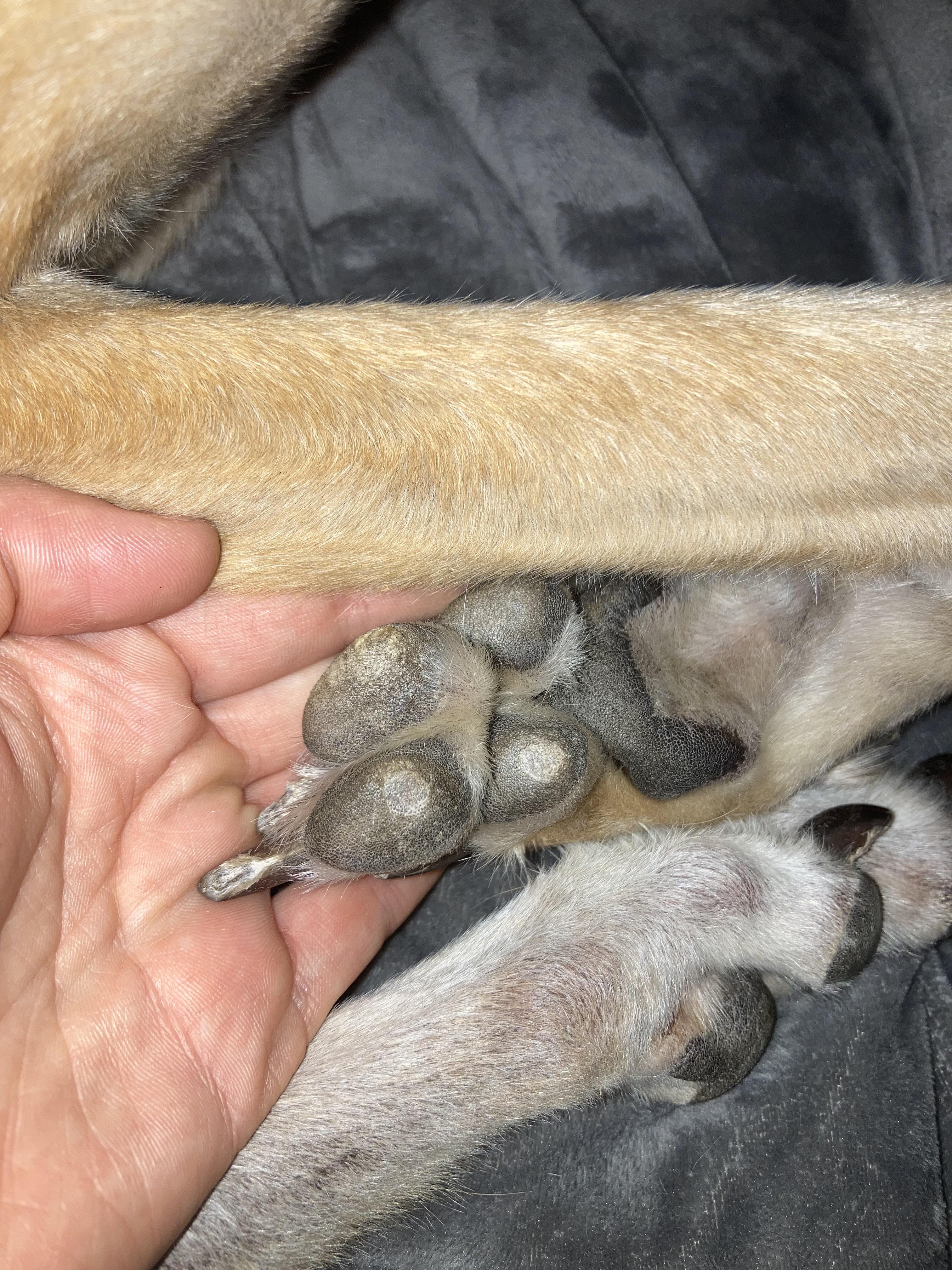 What do you guys do for corns? I just saw that my girl has 3 on each of