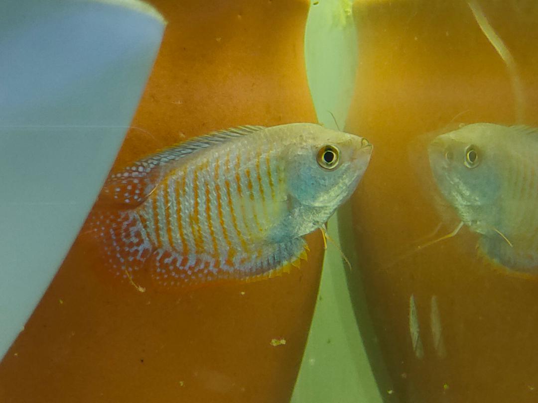 Why Dwarf Gouramis Can't Live Alone Social Needs Explained Vet Advises