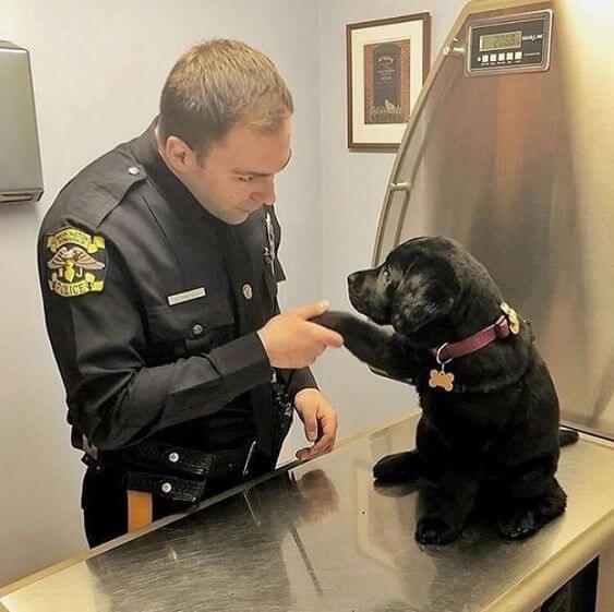to the police r/labradors