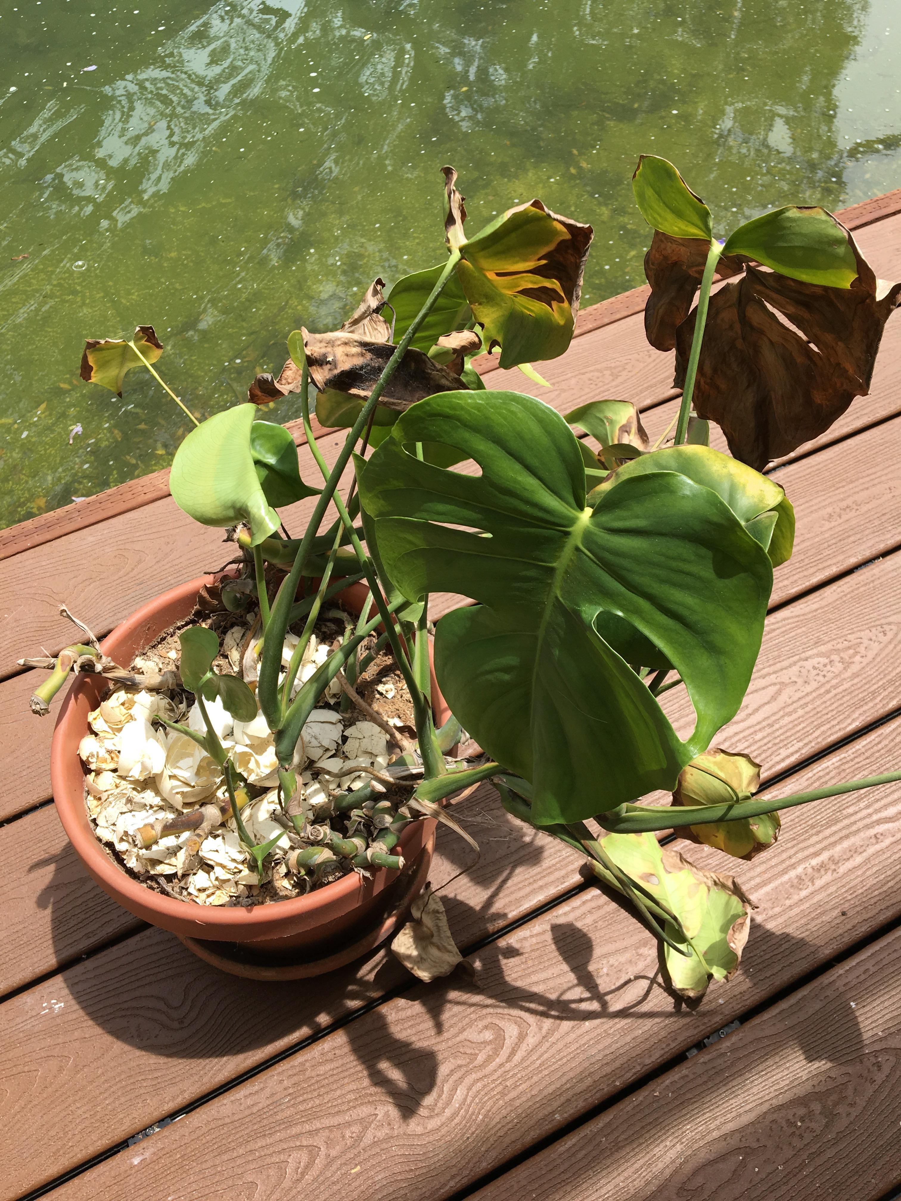 My new rental has this sad plant. What is it? How do I make it better