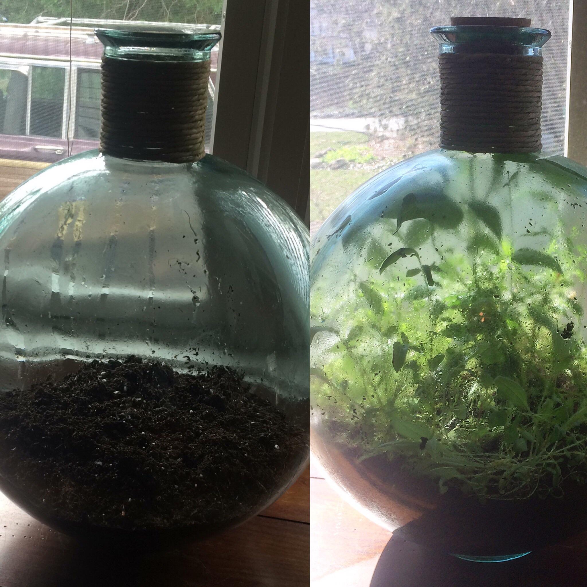 Sealed terrarium with 6 months old today