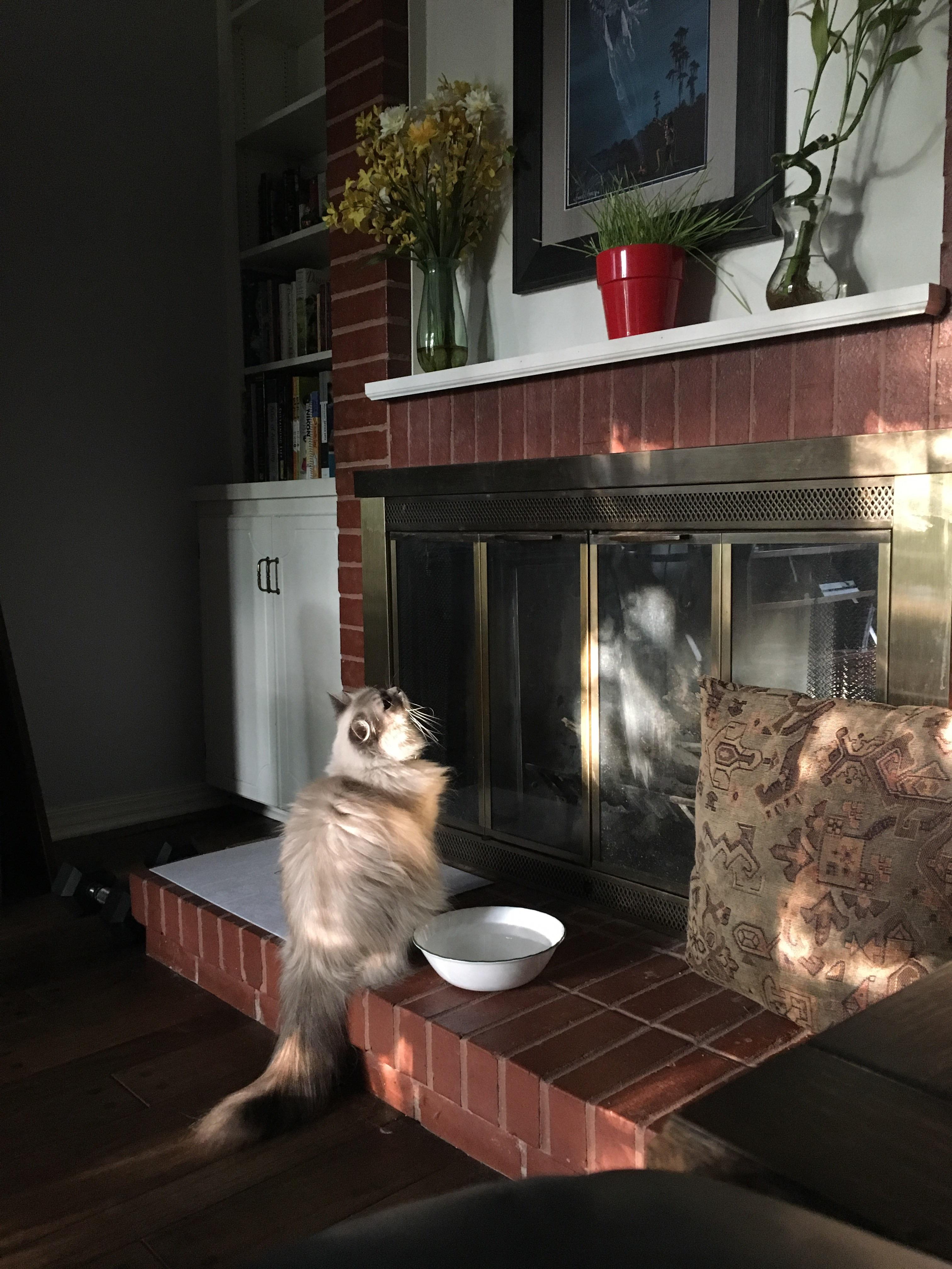 I took away her cat grass bc it was making her sick r/cats