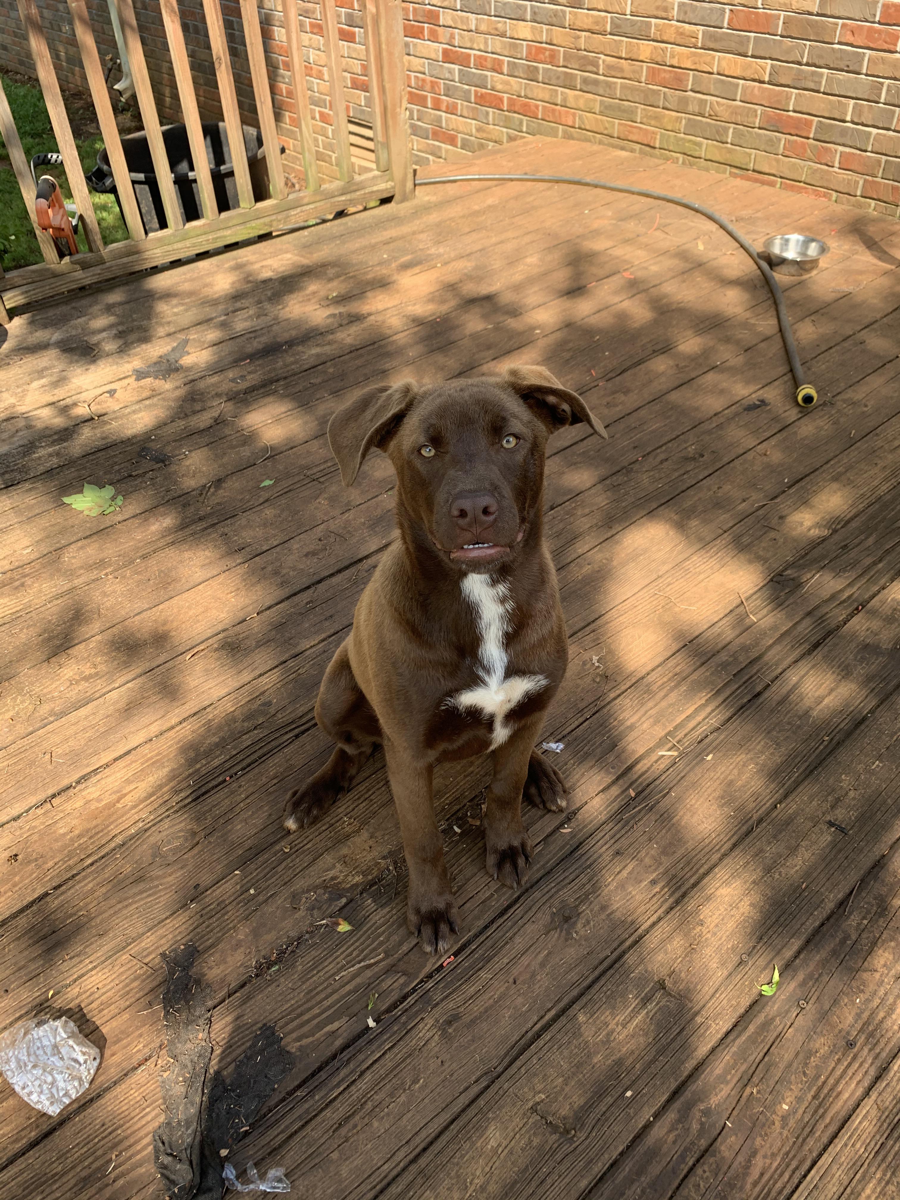 Staffordshire Bull Terrier German Shepherd Mix imgegg