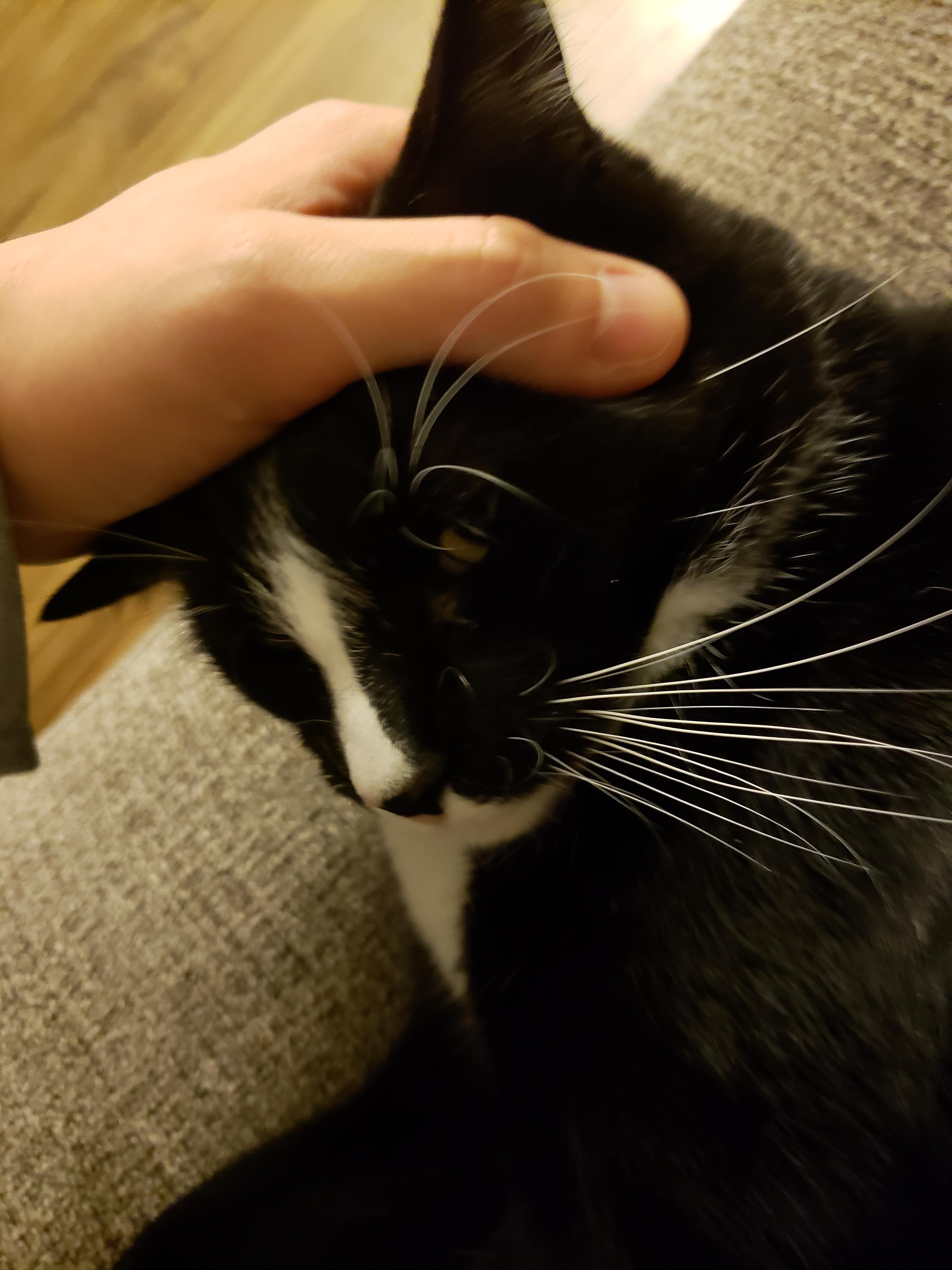 My cat has a whisker growing out of his cheek r/mildlyinteresting