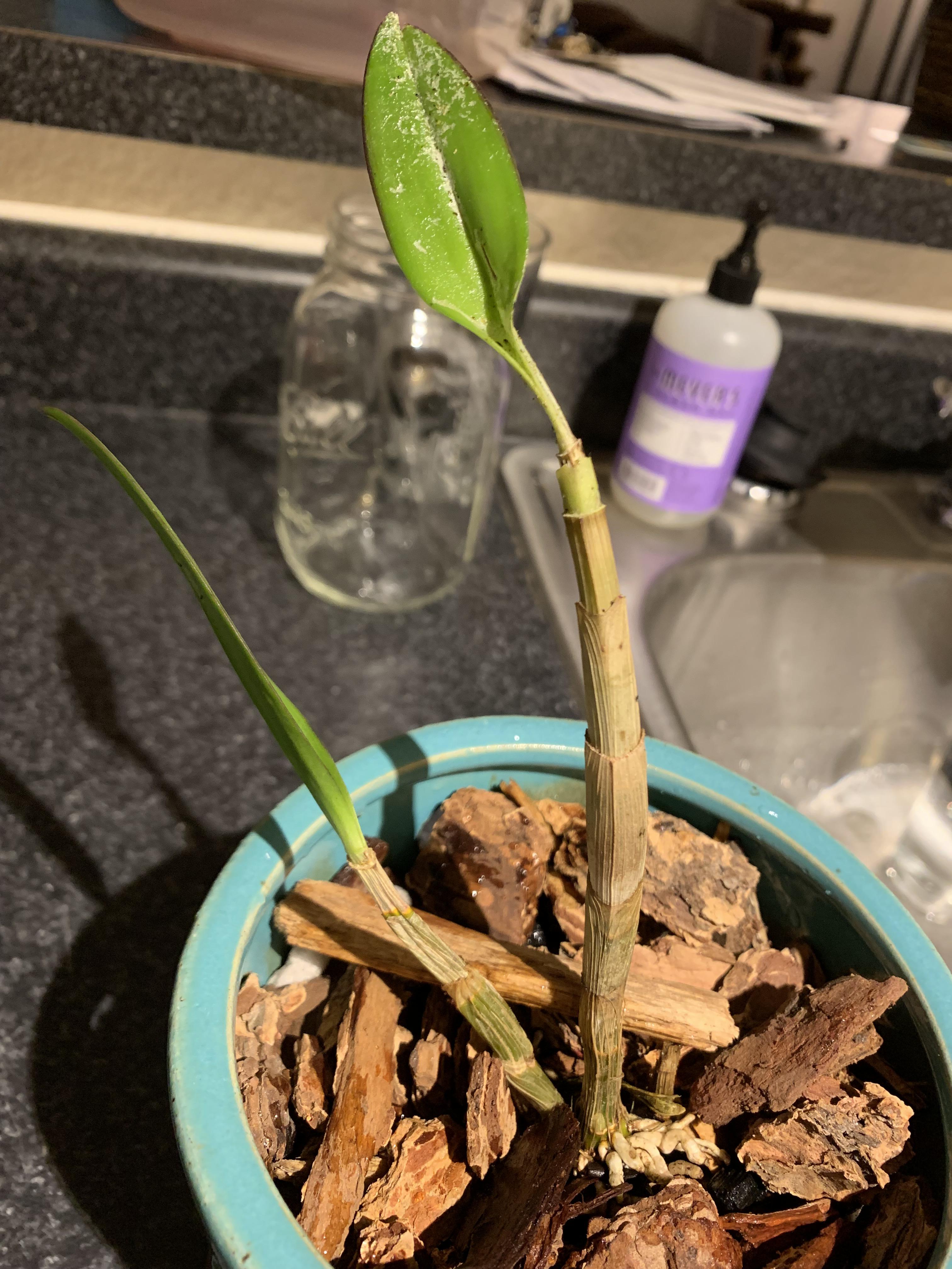 Our orchid has dropped like 4 leaves over the past week what’s wrong