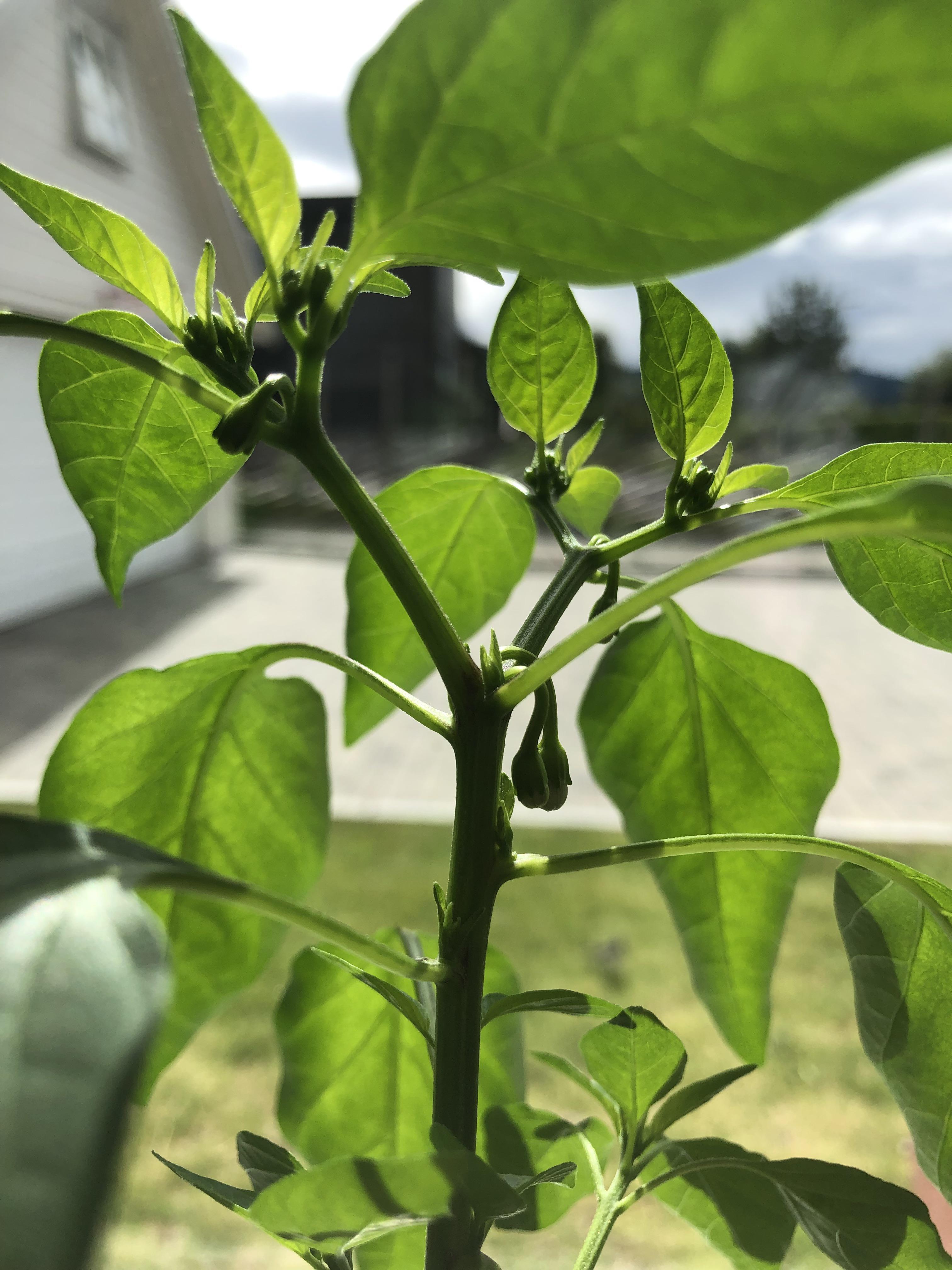 Should I snip off buds sprouting a bit too early? r/chilli