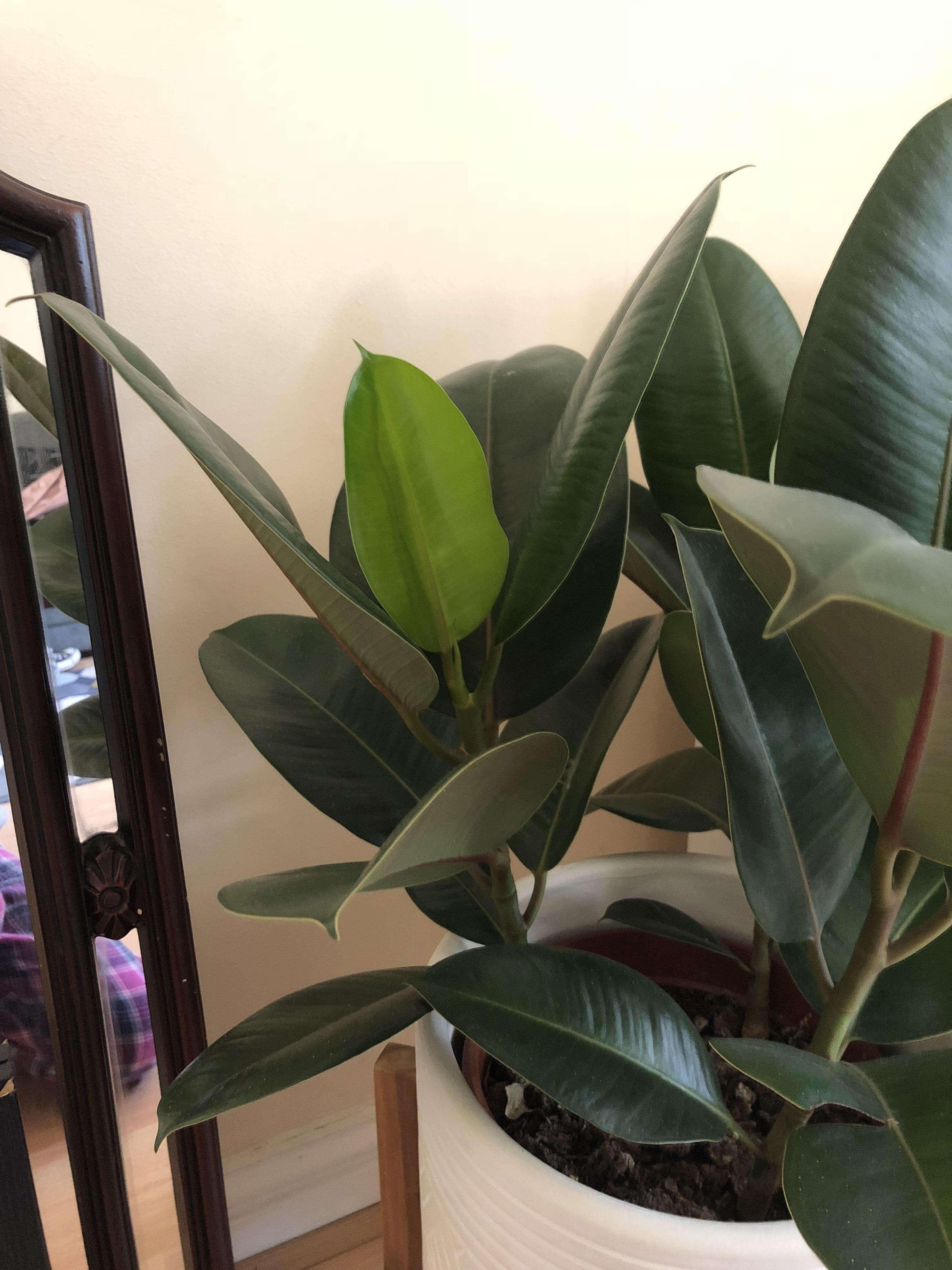 I’ve had my rubber plant for 2 months now, and watching this baby leaf