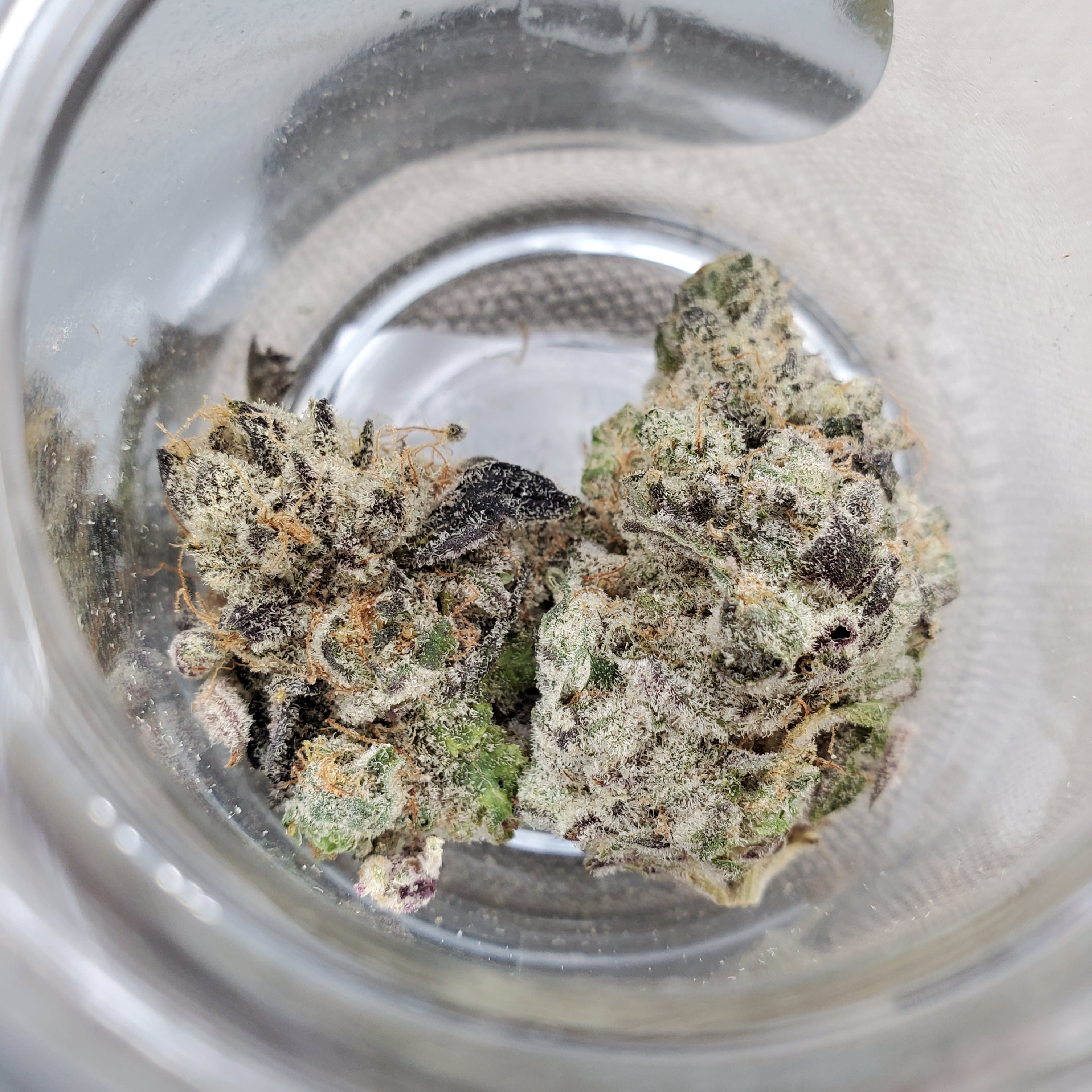 Gelato 41 Landrace Cannabis Portland