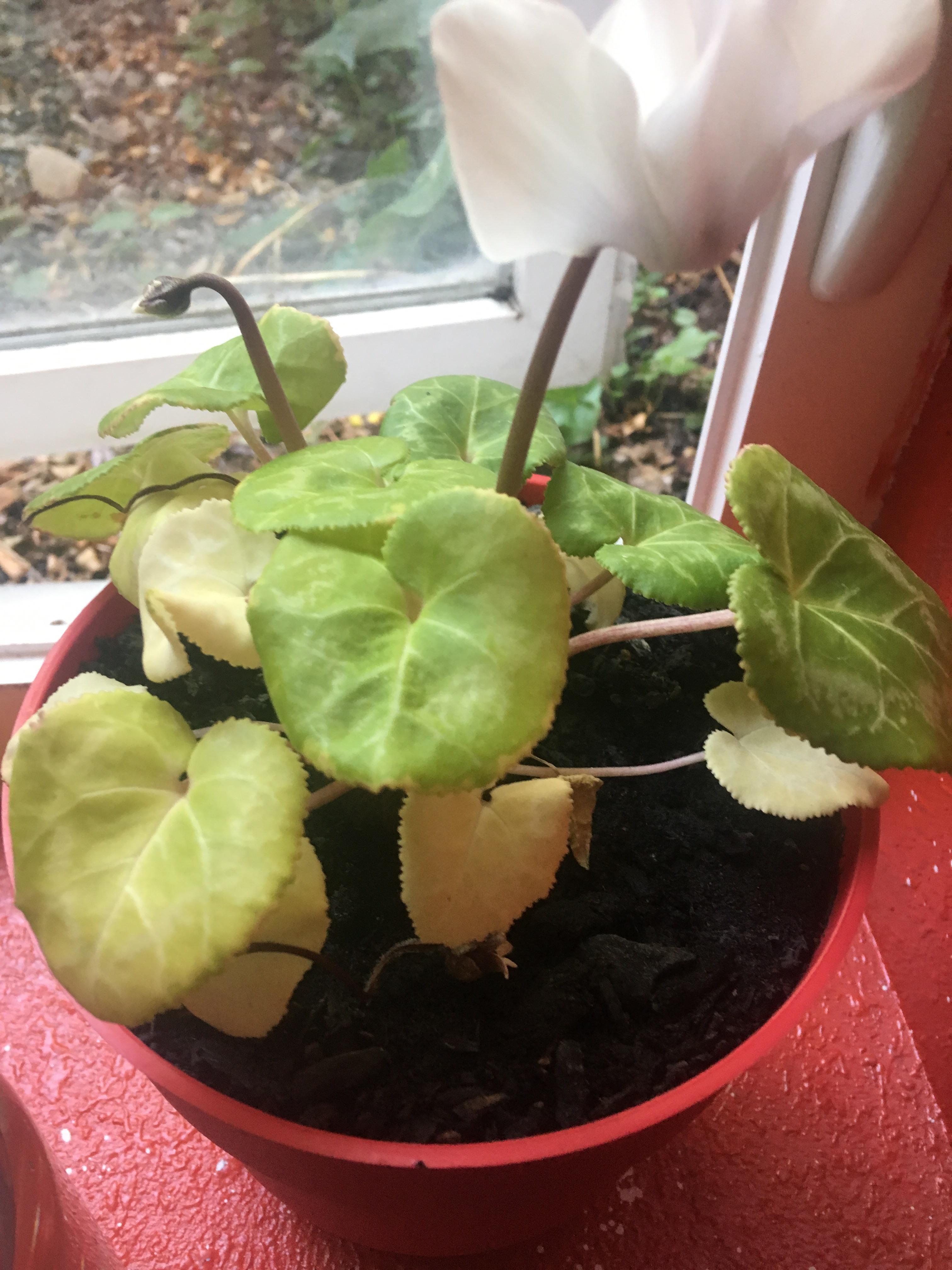 What’s wrong with my cyclamen?!? The new growth is dying rapidly. There