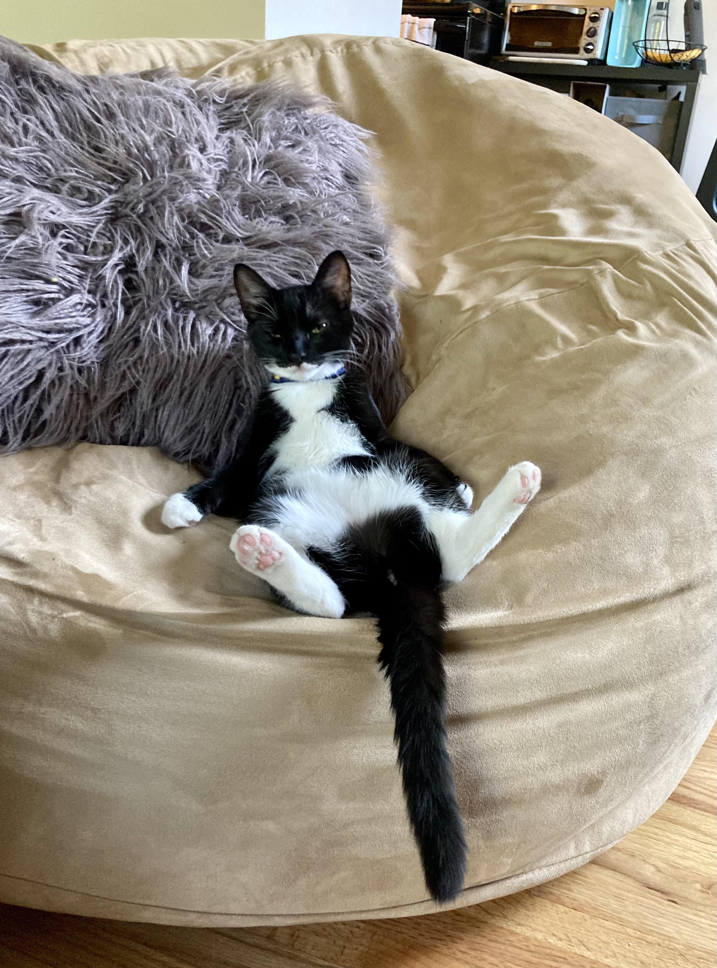 Argued with my sister about buying a bean bag chair for our space, came