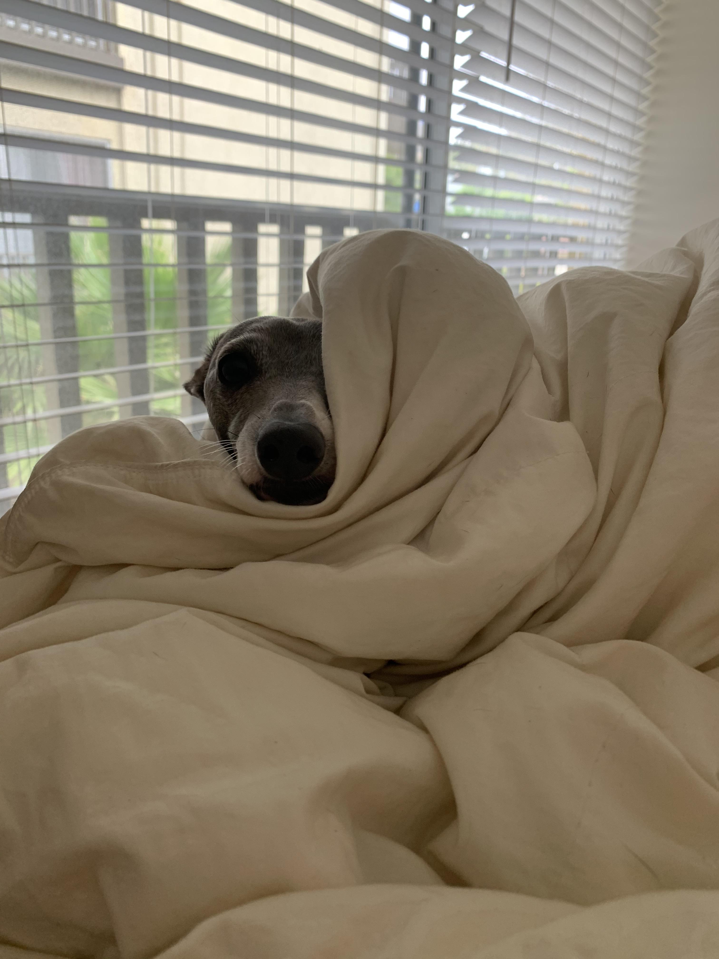 Does anyone have experience with seizures in Italian Greyhounds