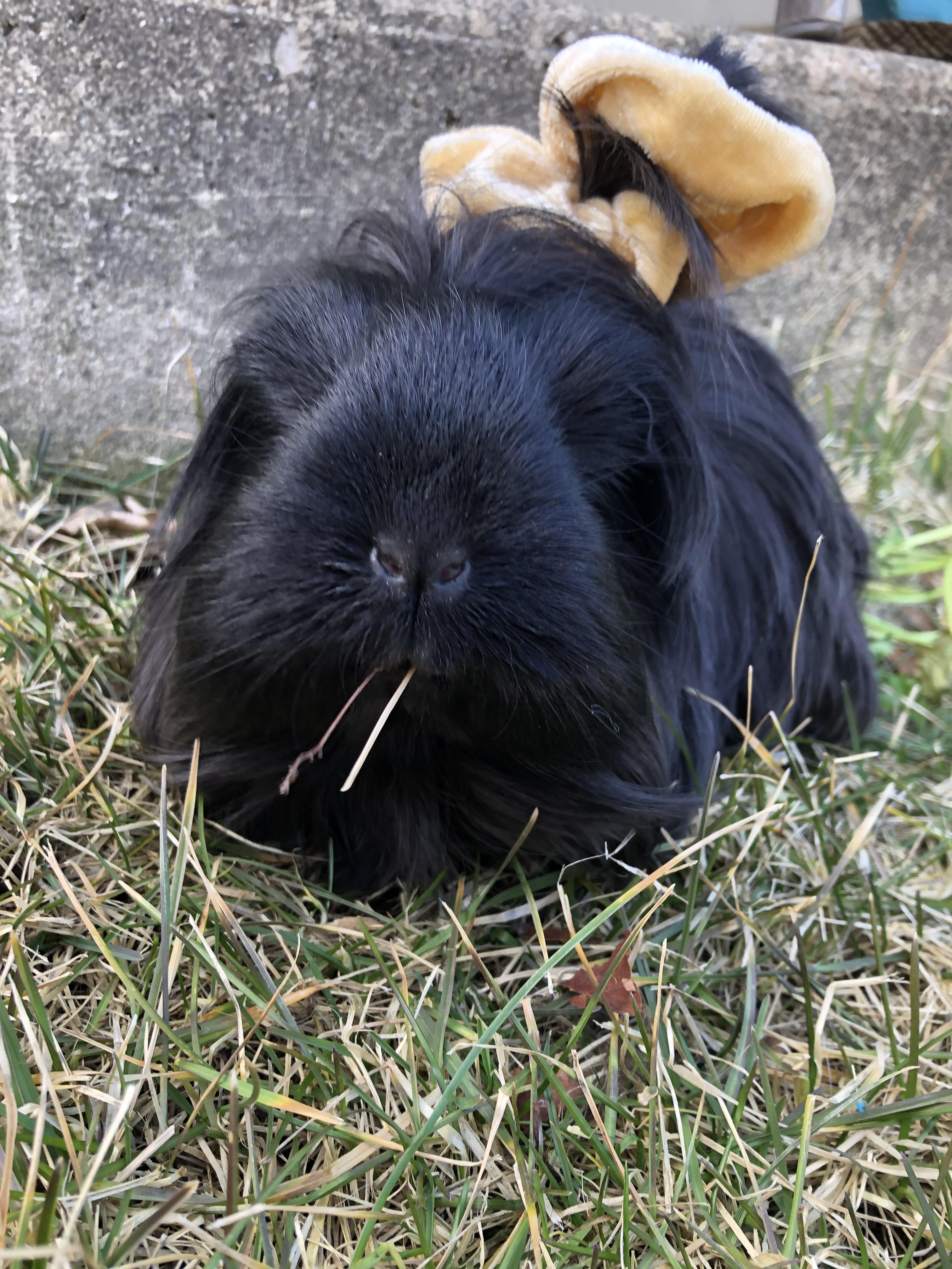 This is what happens when you mix cousins and a Guinea pig r/guineapigs