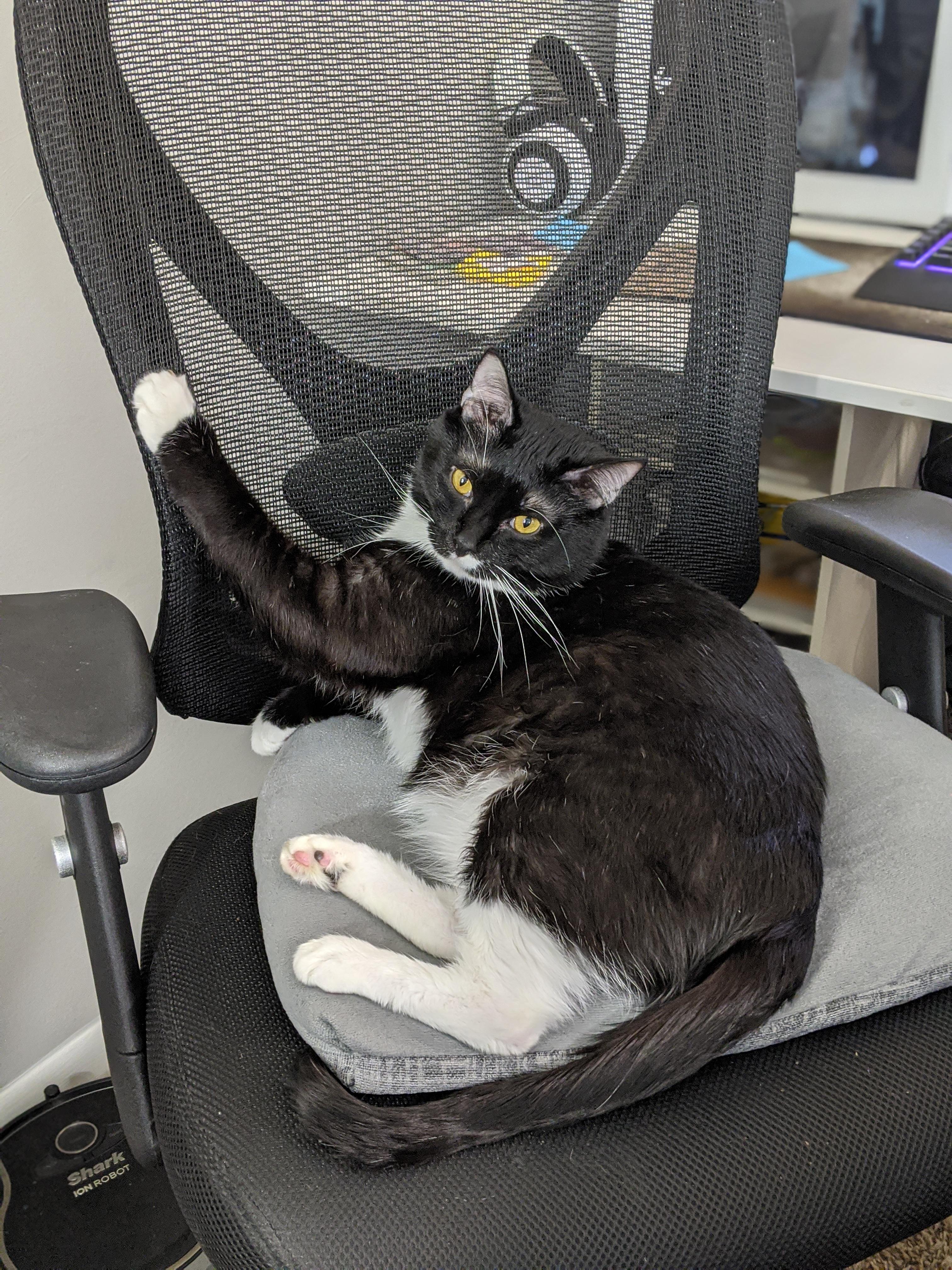 When your cat steals your chair.... You find another chair. r/Chonkers