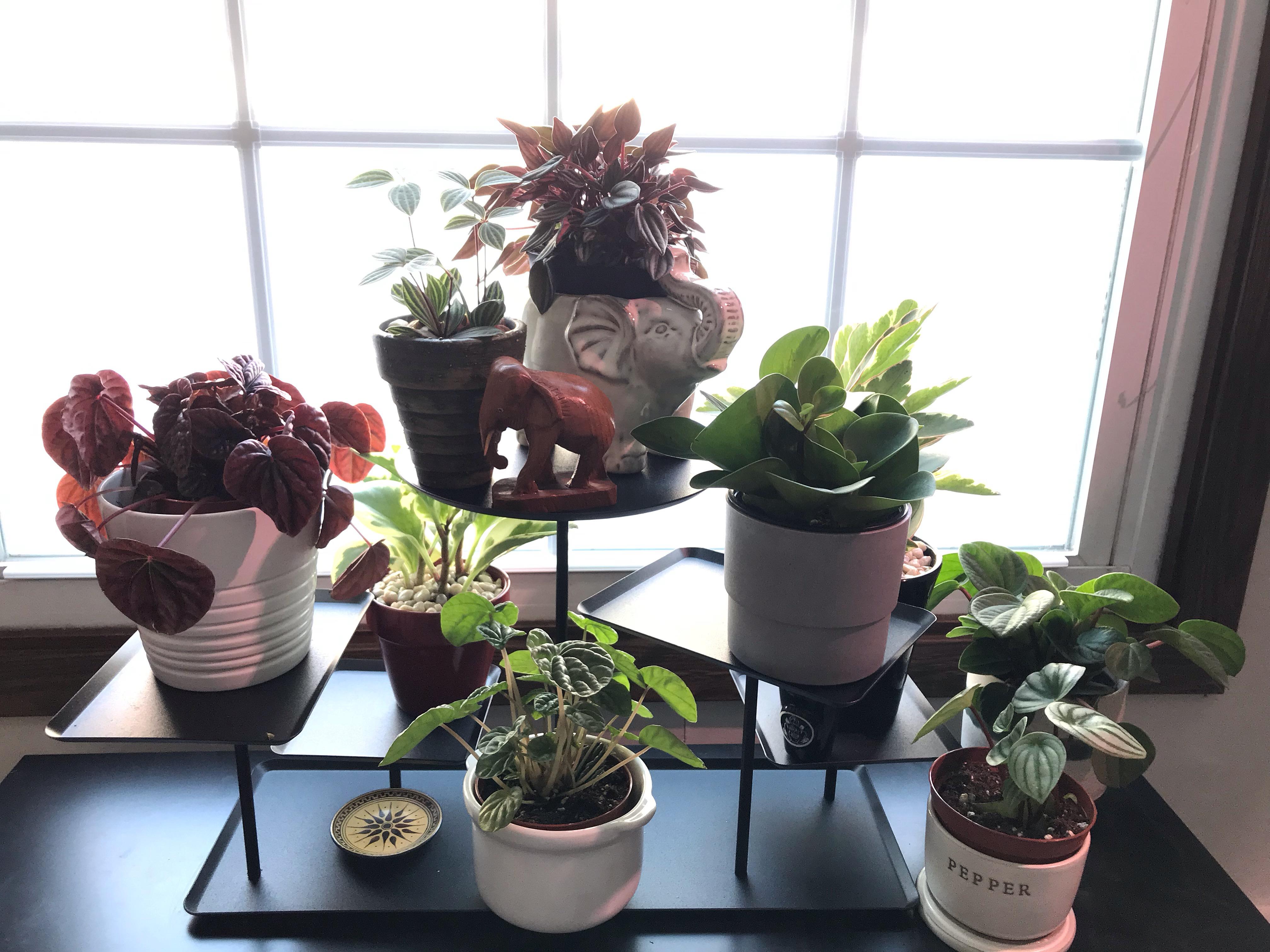 Loving all the peperomia love here lately, so I thought I'd share my