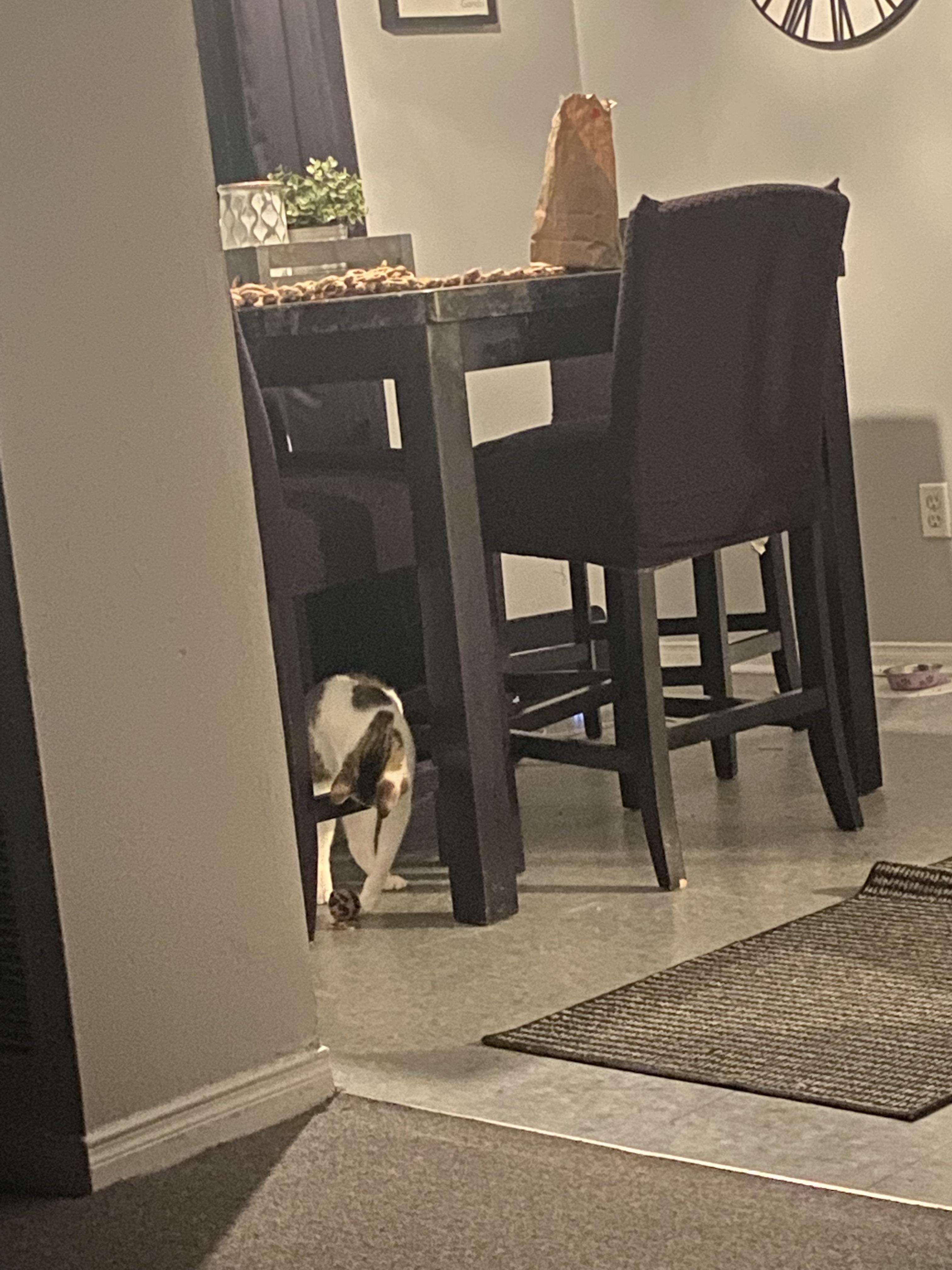 Cats Eating Hair Elastics at Emil Bybee blog