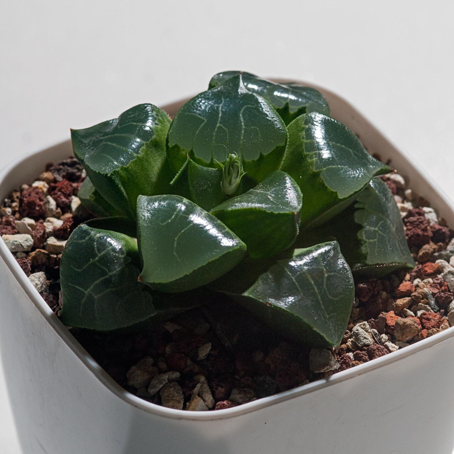 Haworthia crystal ball x tsukikage r/haworthia