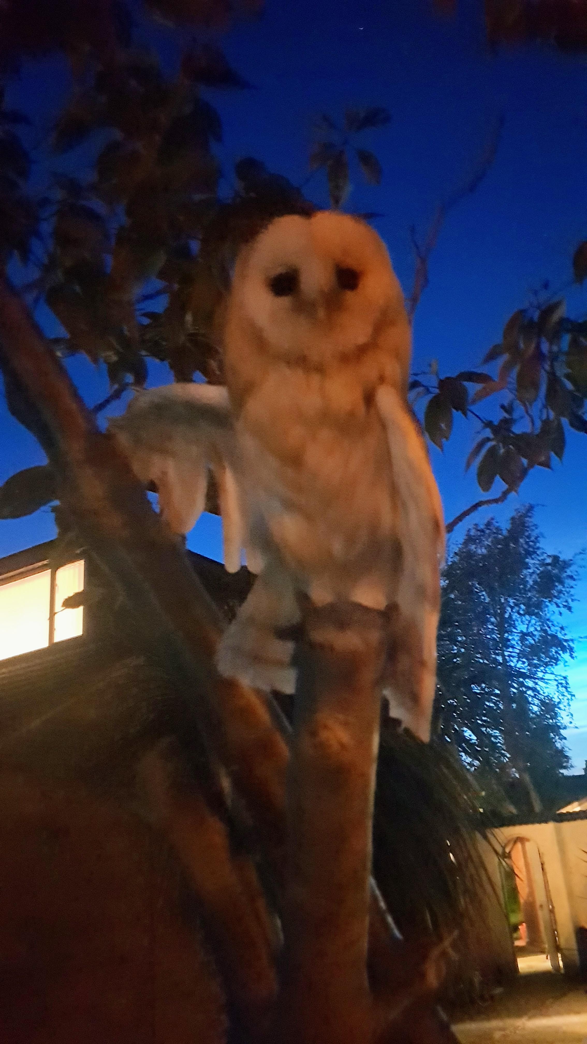 My pet owl her name is Jessica and she likes to pose r/Superbowl