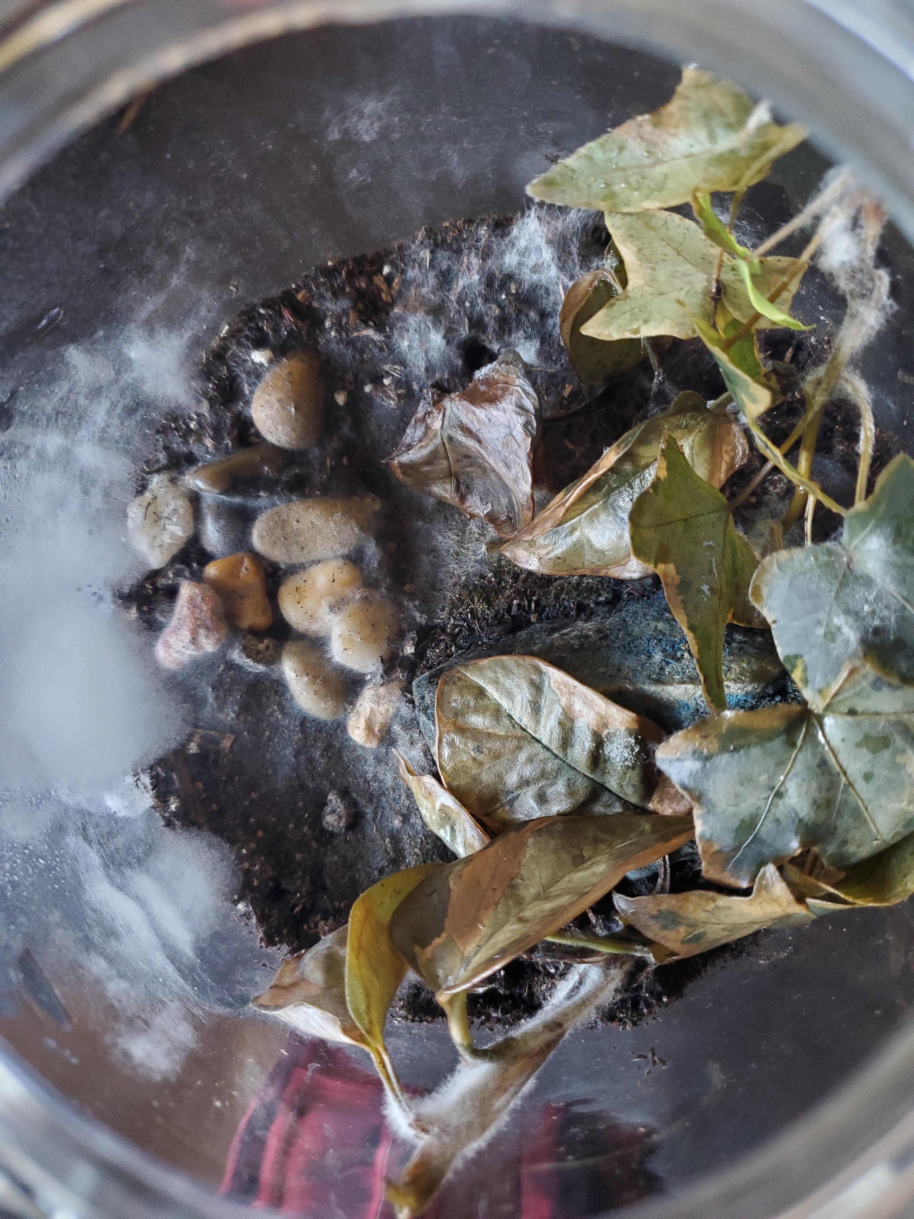 *Help* Mold in closed terrariums got out of control. Spirngtails