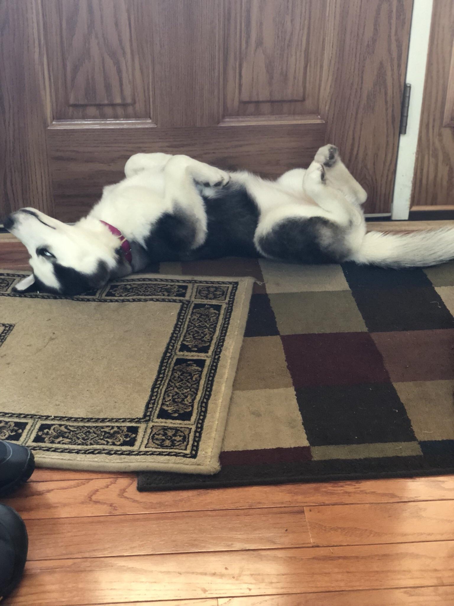 Puppy taking a nap r/husky