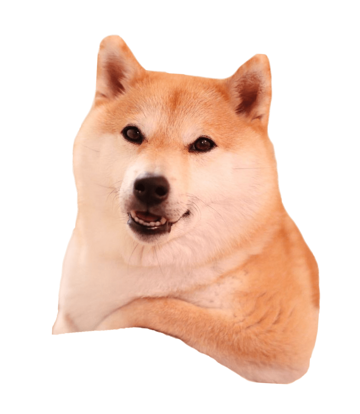 Shiba Inu resting its arm cutouts
